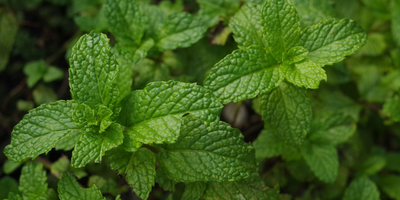 3 Herbs That Help Repel Pests