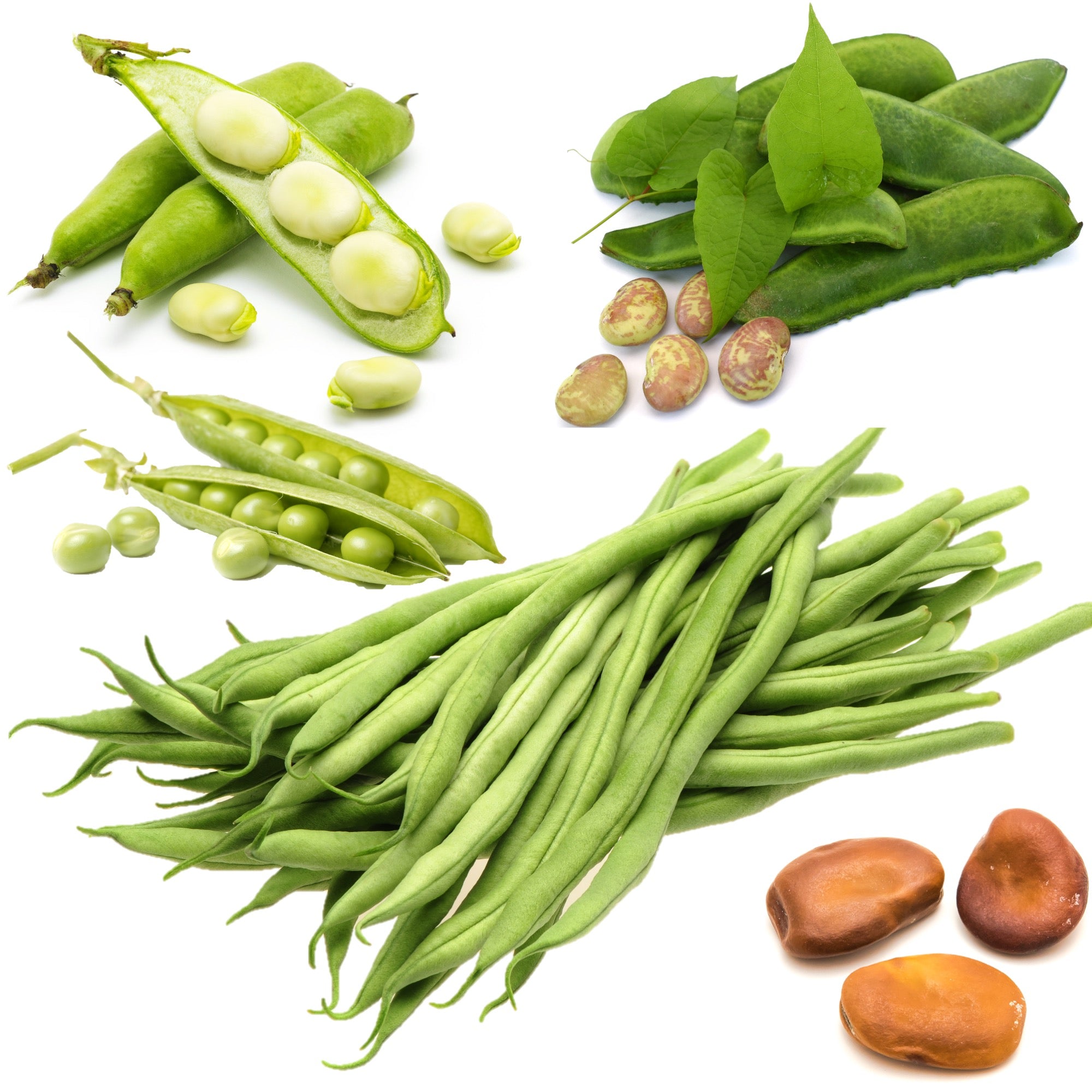 Bean and Pea Seeds