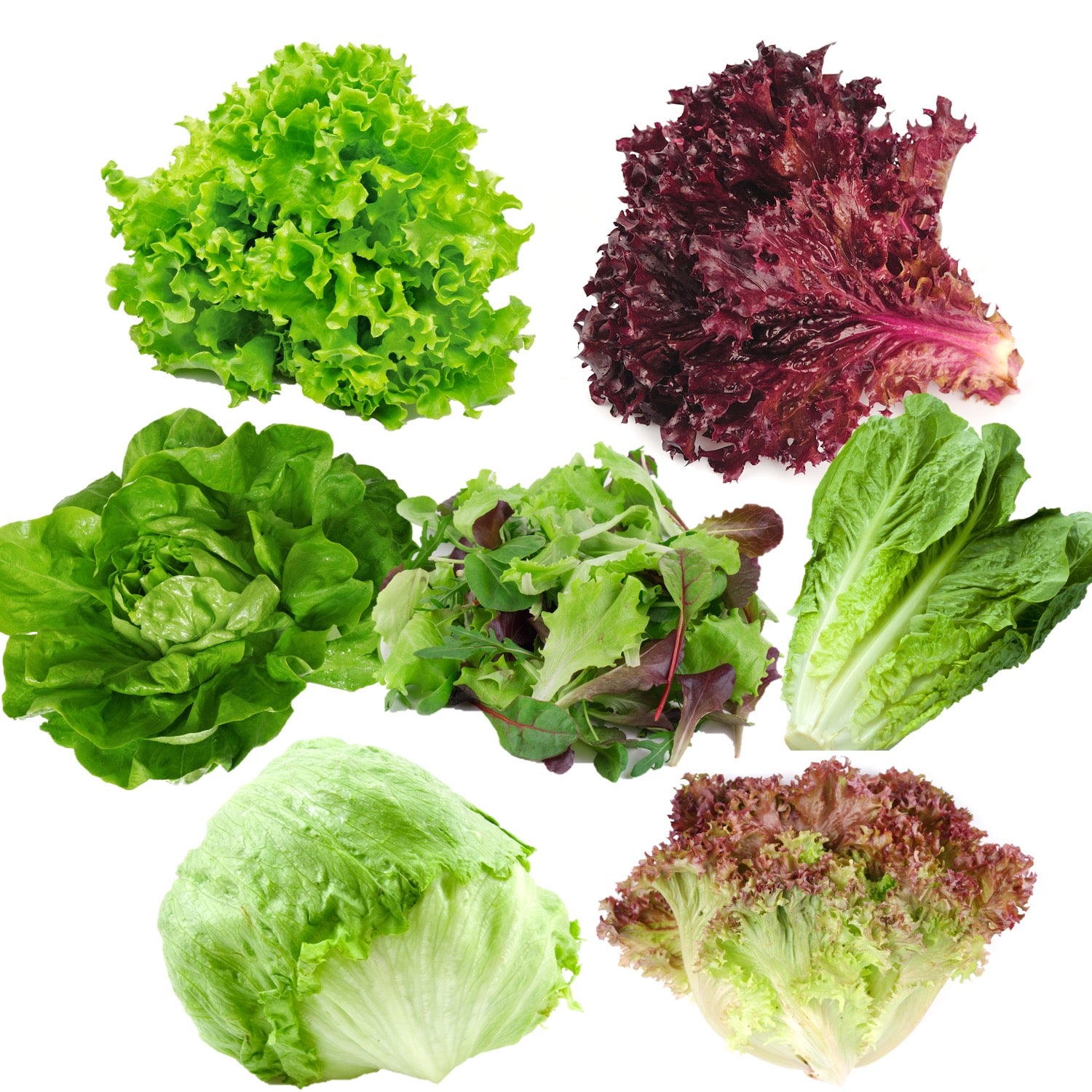 Lettuce Seeds