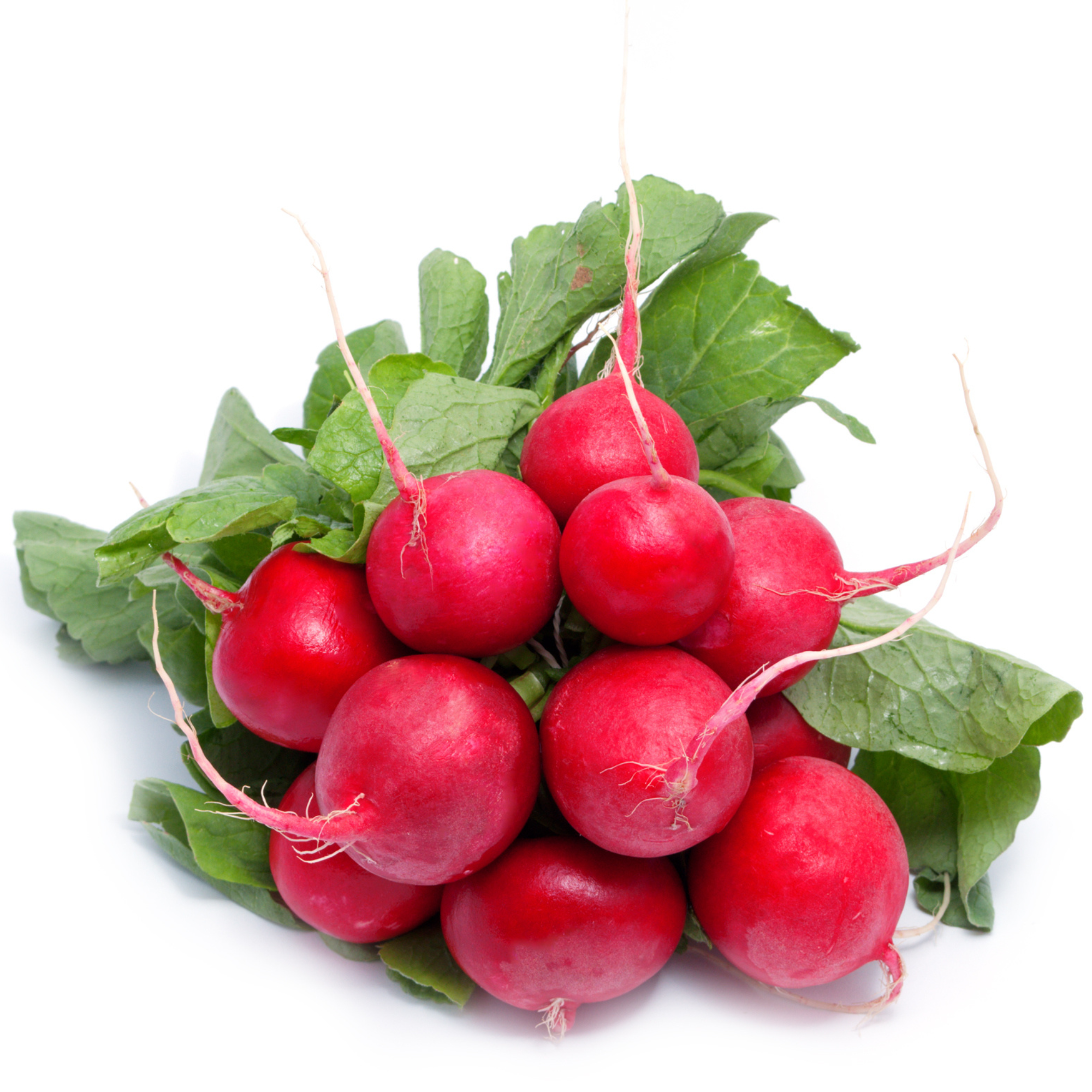 Radish