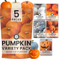 Pumpkin Seeds | 5 Invidiual Packs