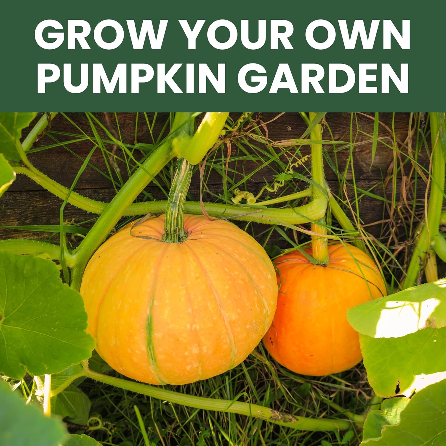 Pumpkin Seeds | 5 Invidiual Packs
