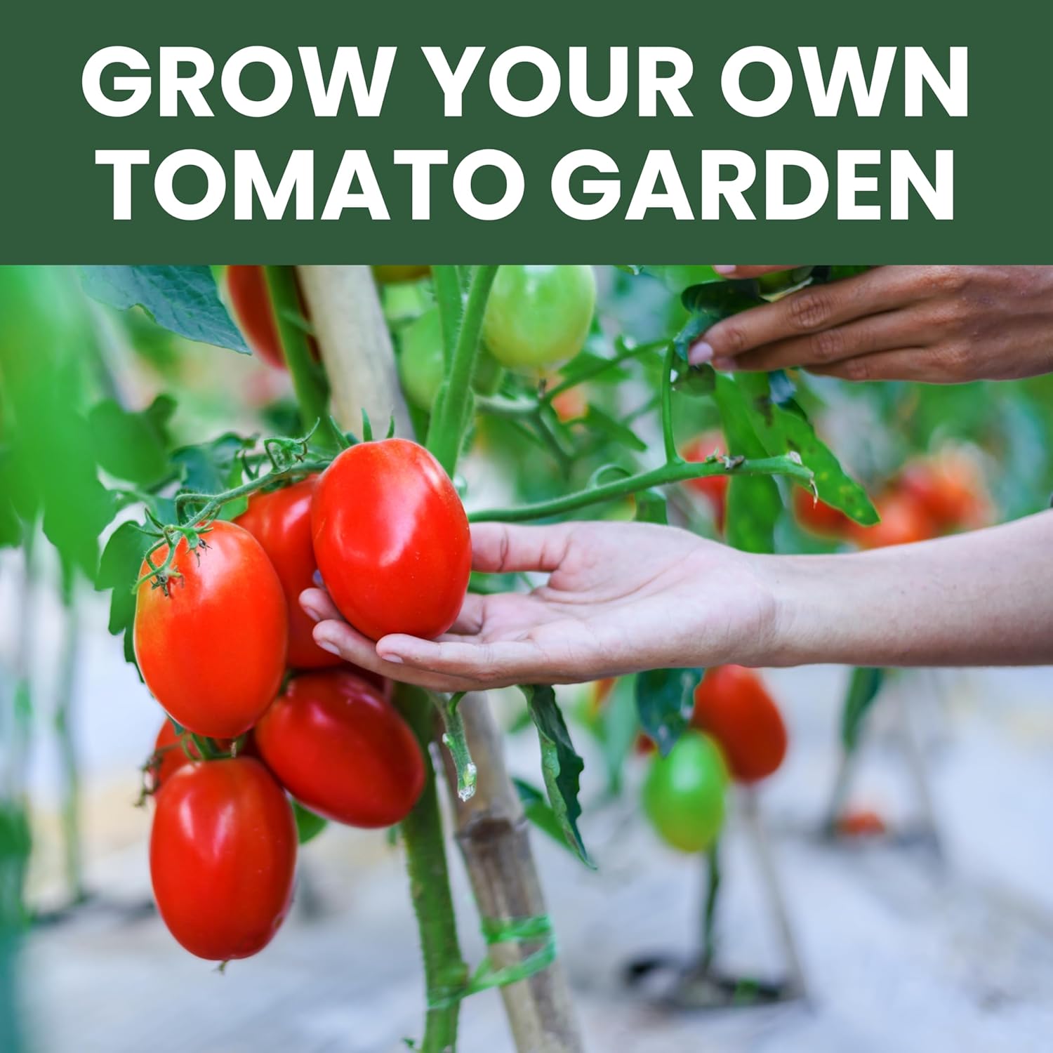 Tomato Seeds | 10 Individual Packs