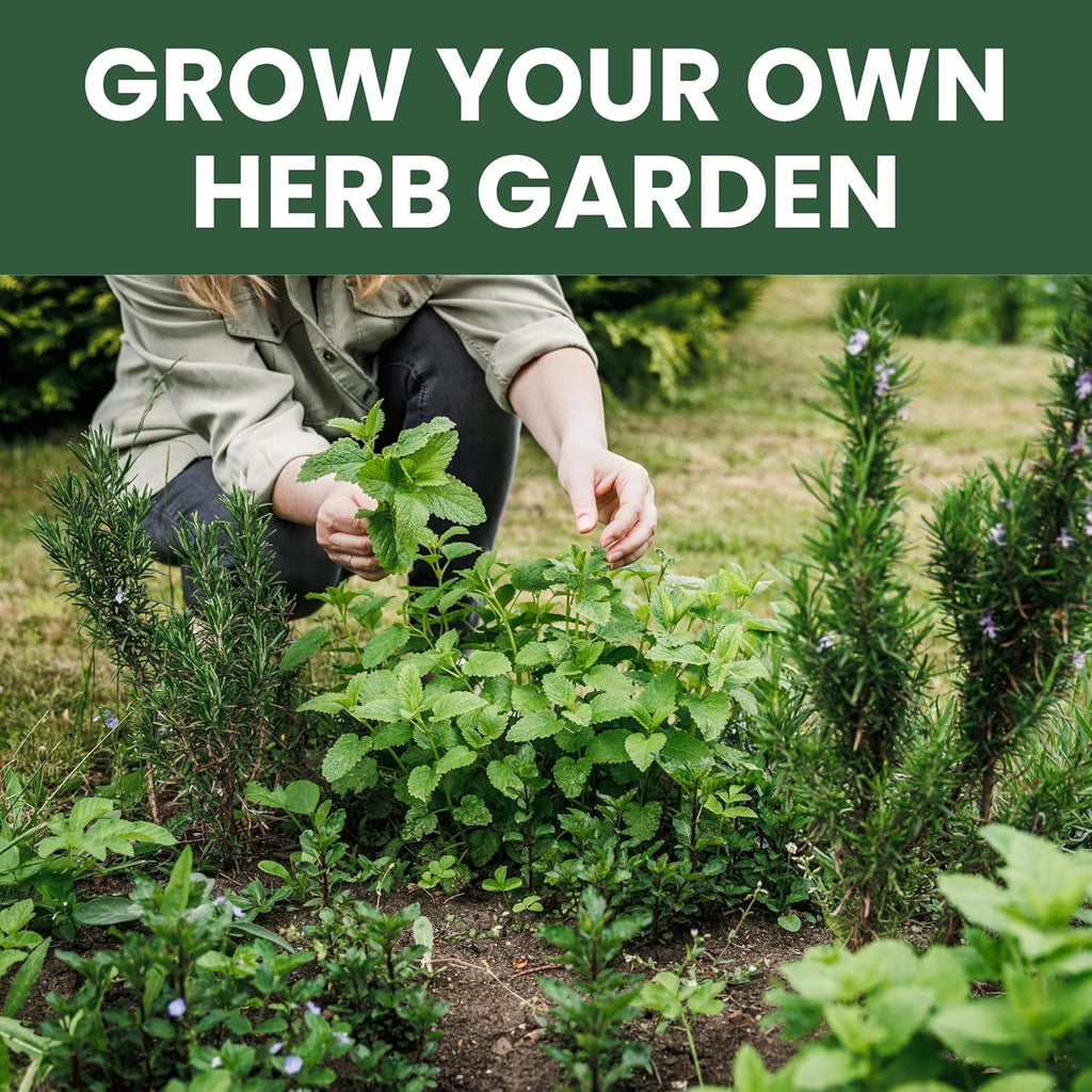 Herb Seeds | 10 Invidiual Packs