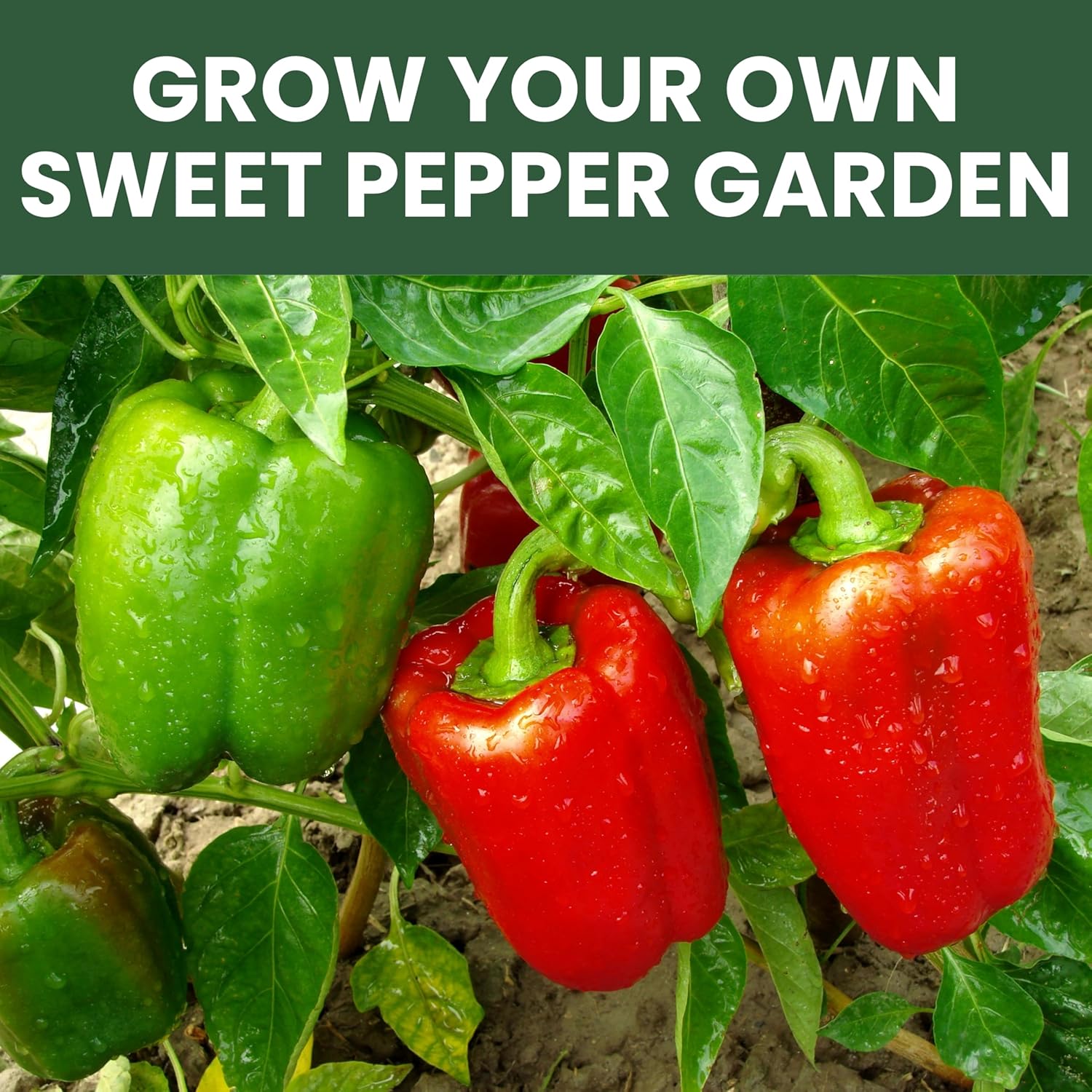 Sweet Pepper Seeds | 6 Individual Packs