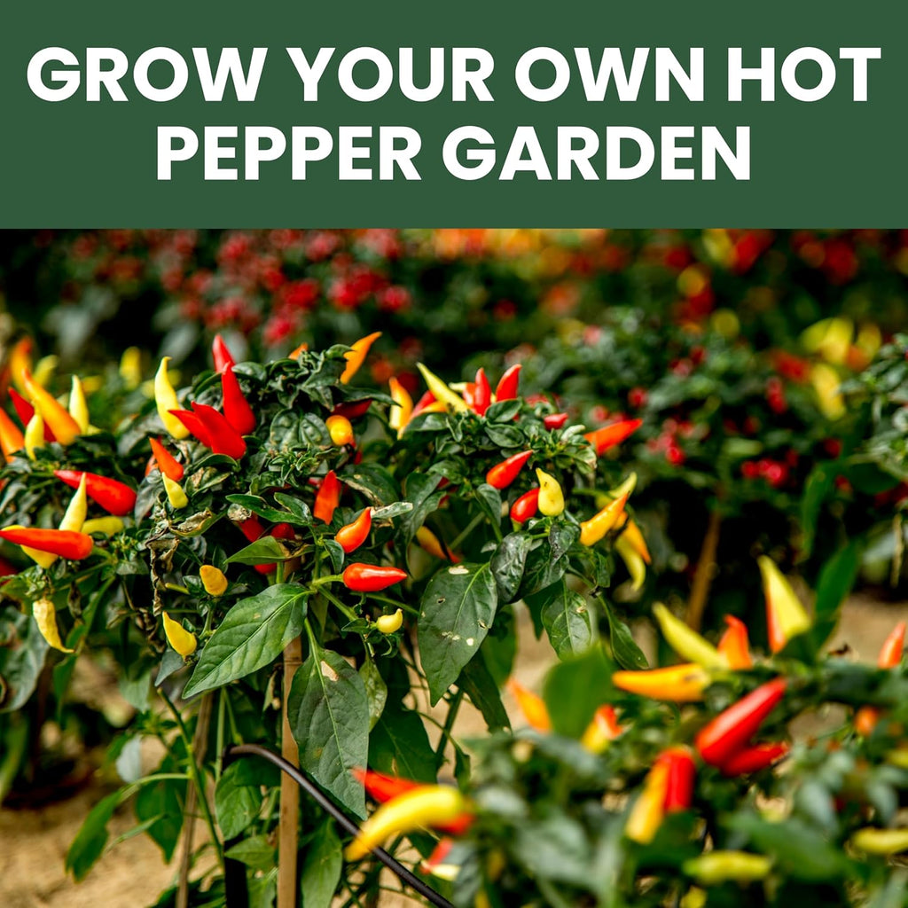 Hot Pepper Seeds | 10 Individual Packs