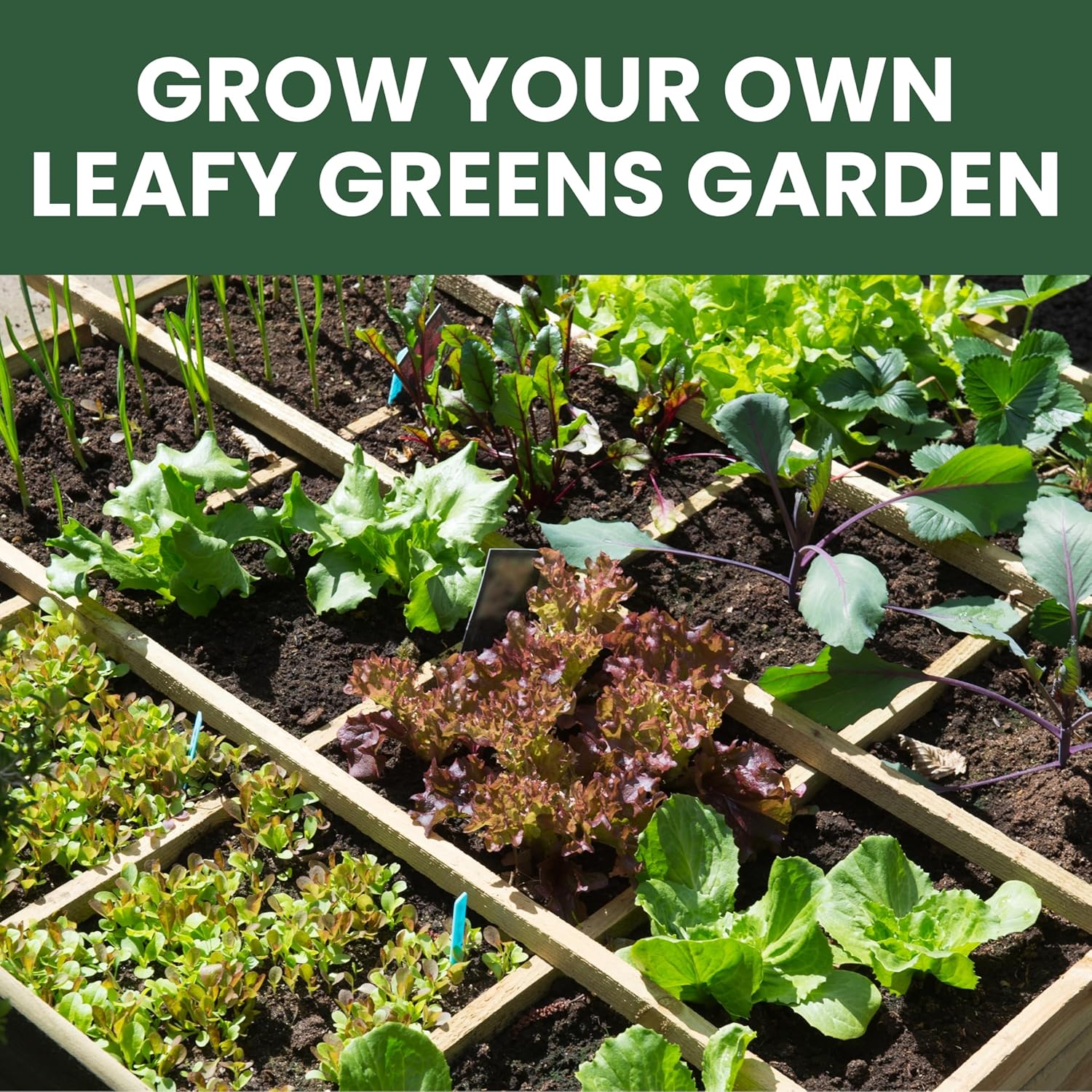 Leafy Greens Seeds | 10 Individual Packs