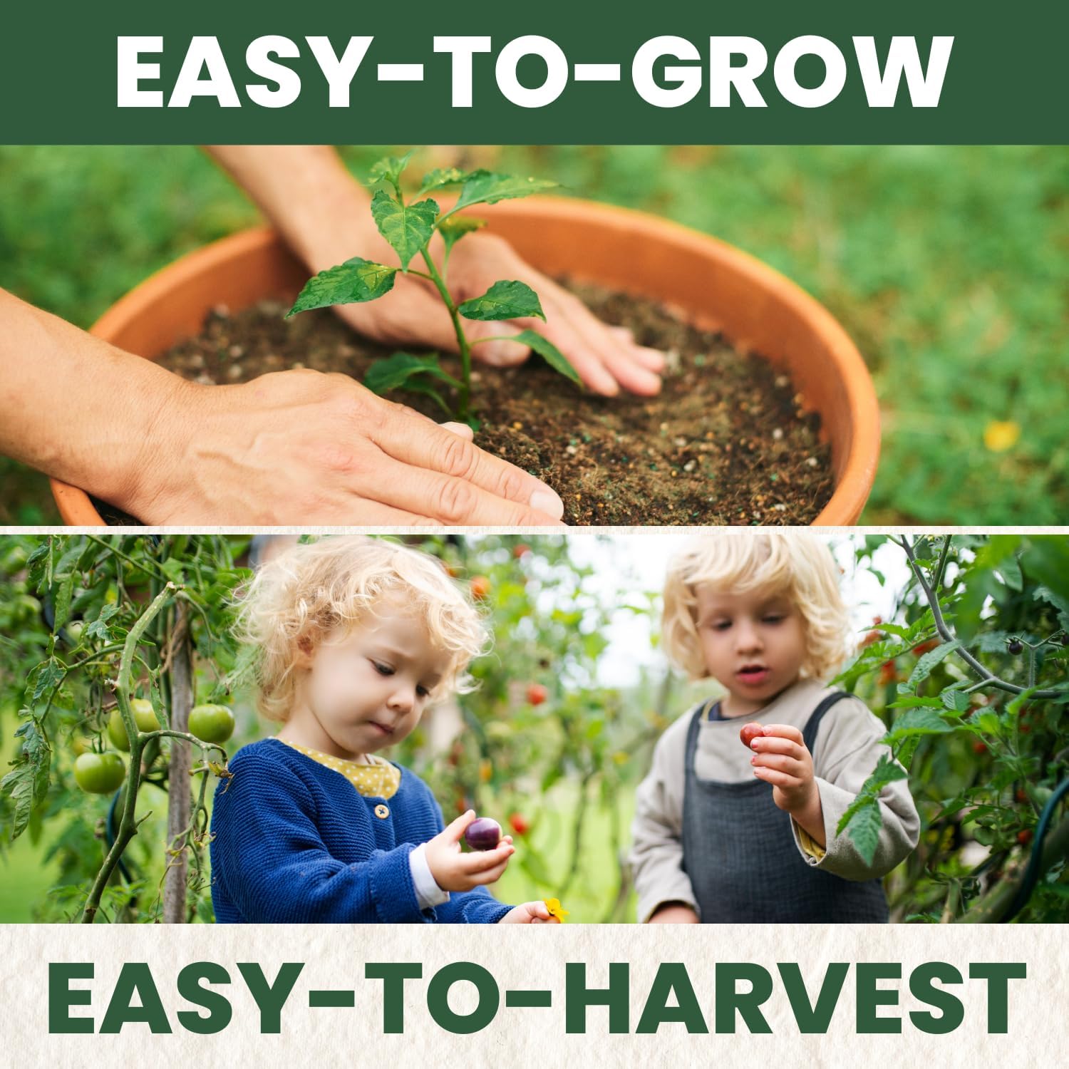 Beefsteak Tomato Seeds