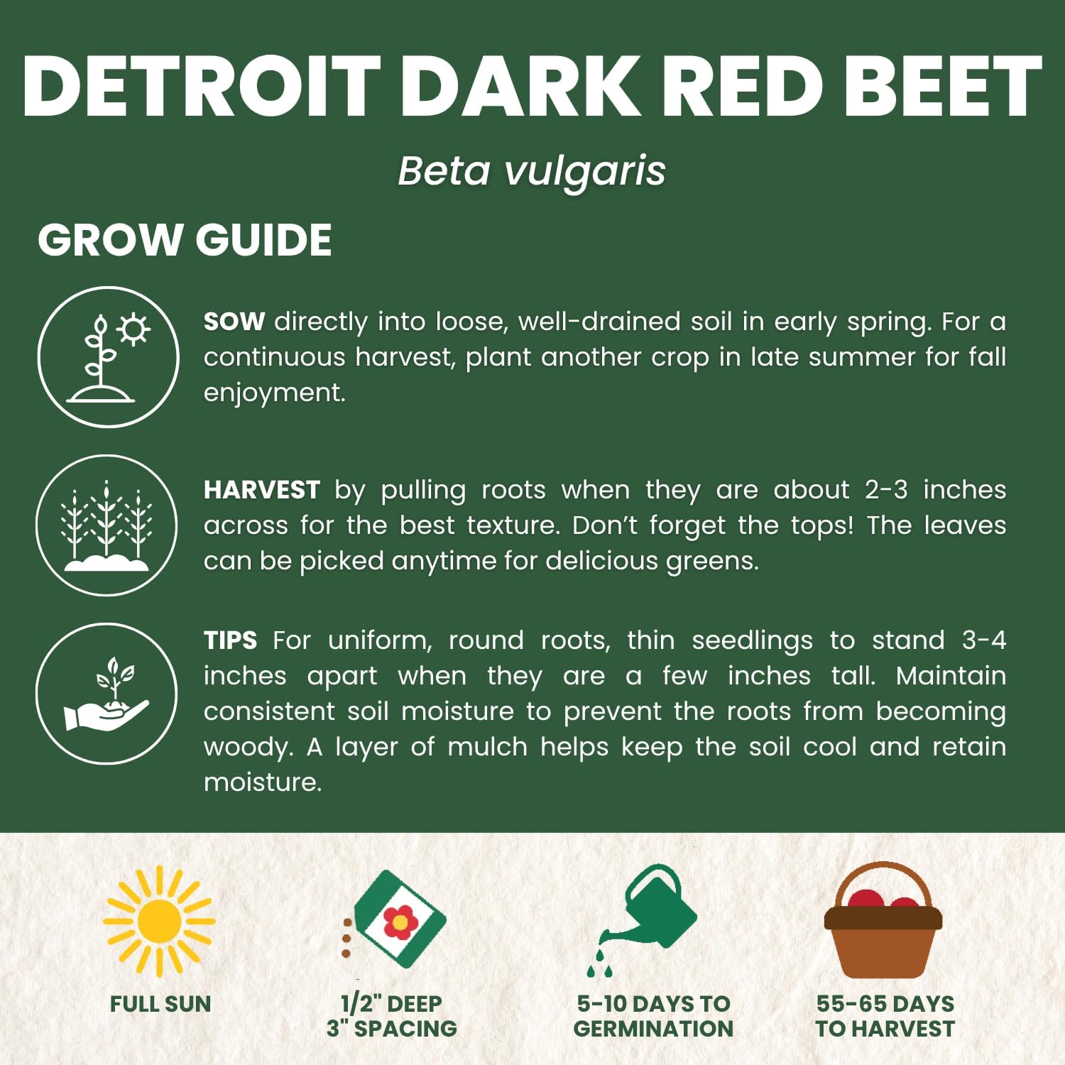 Detroit Dark Red Beet