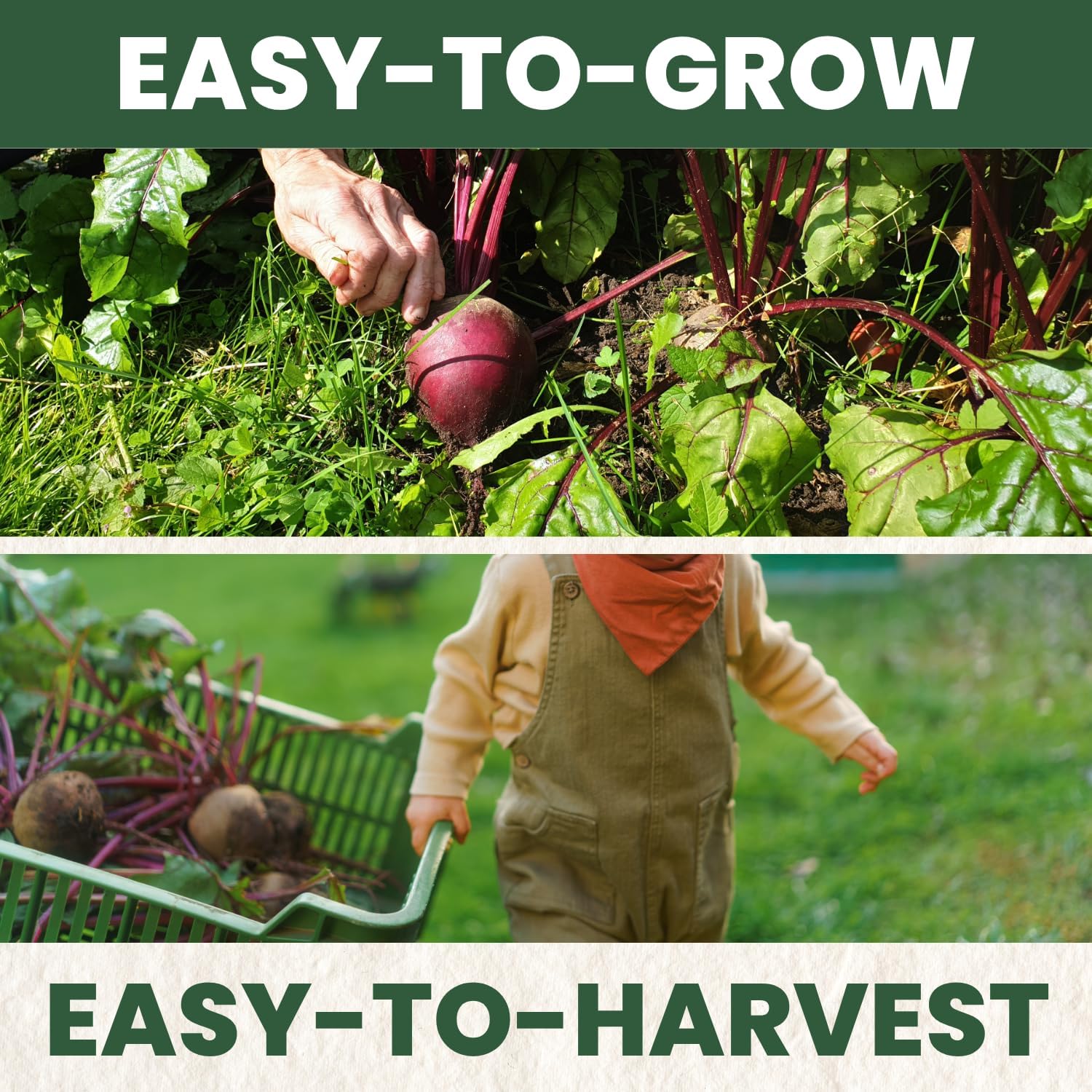 Detroit Dark Red Beet