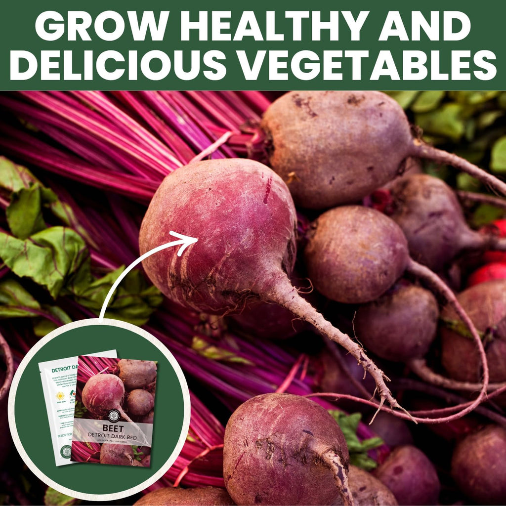 Detroit Dark Red Beet