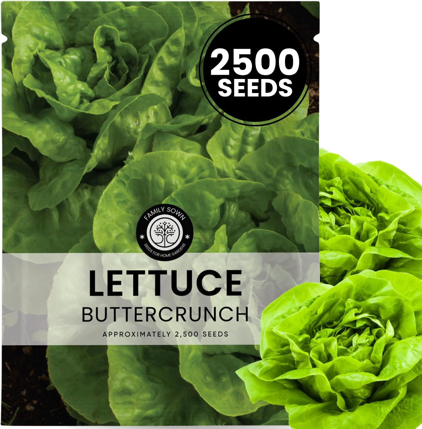Buttercrunch Lettuce