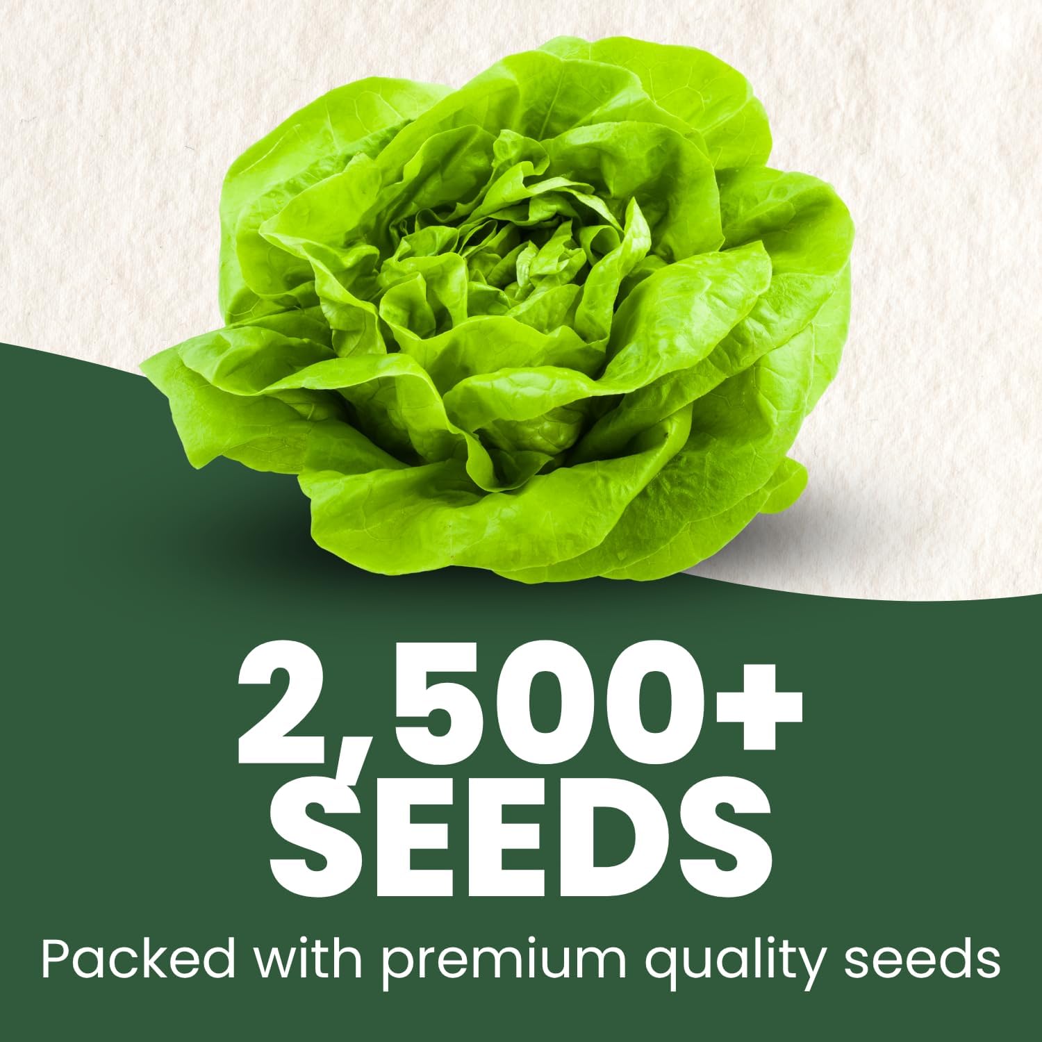 Buttercrunch Lettuce