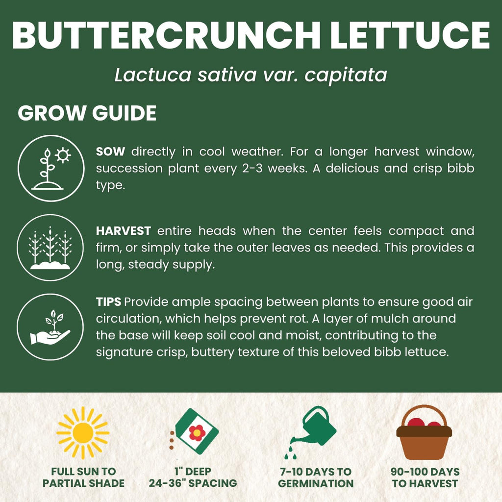 Buttercrunch Lettuce