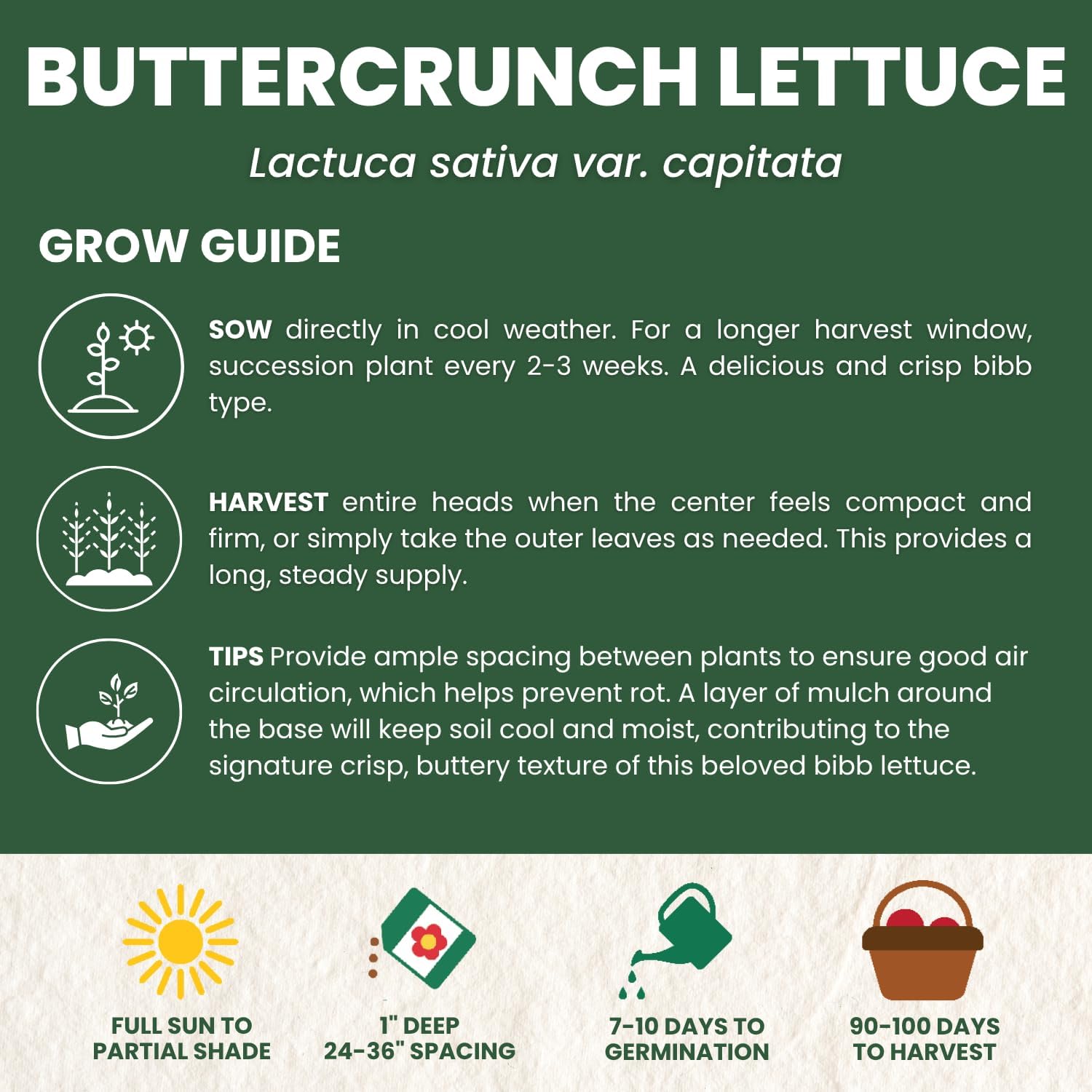 Buttercrunch Lettuce