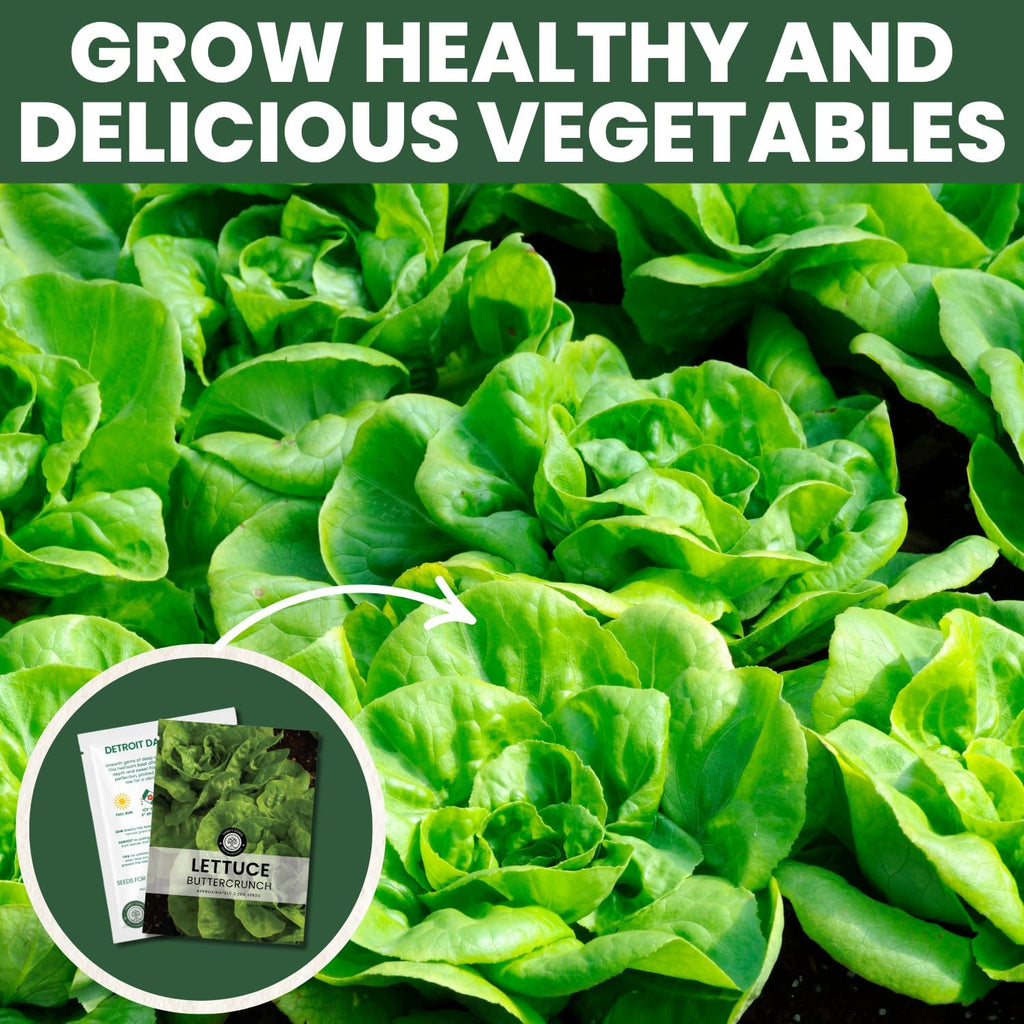 Buttercrunch Lettuce