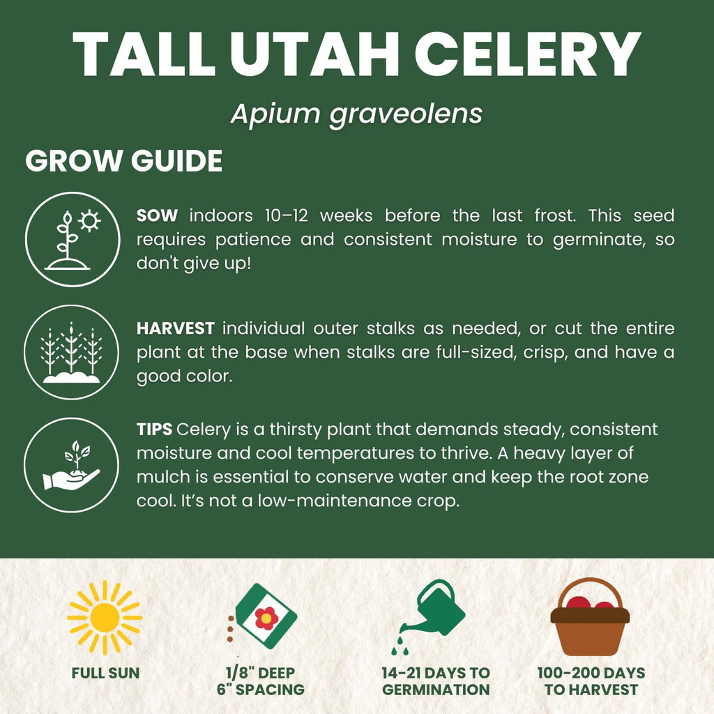 Celery Tall Utah