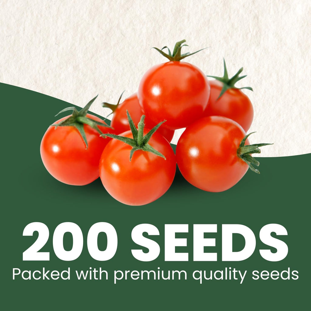 Cherry Tomato