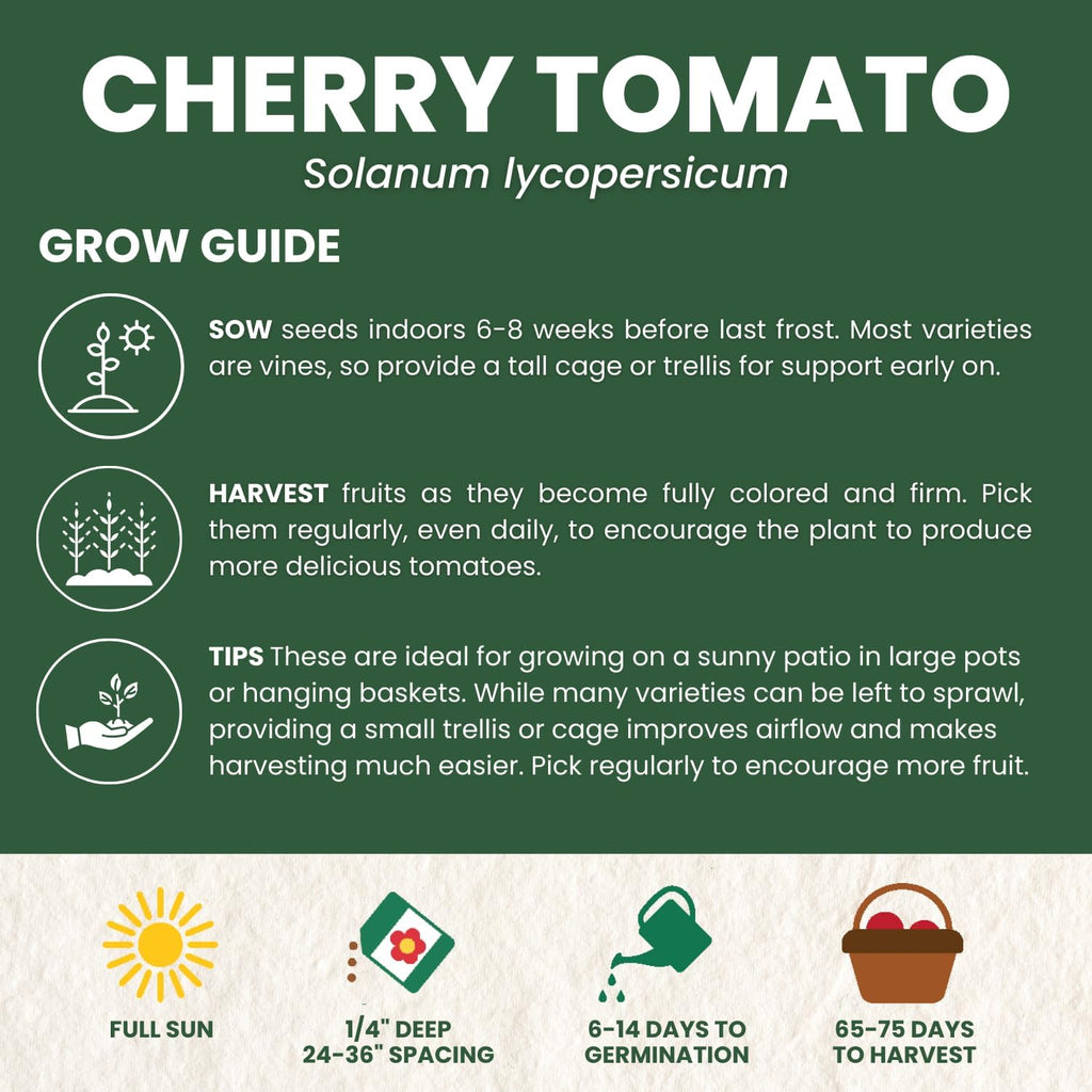 Cherry Tomato