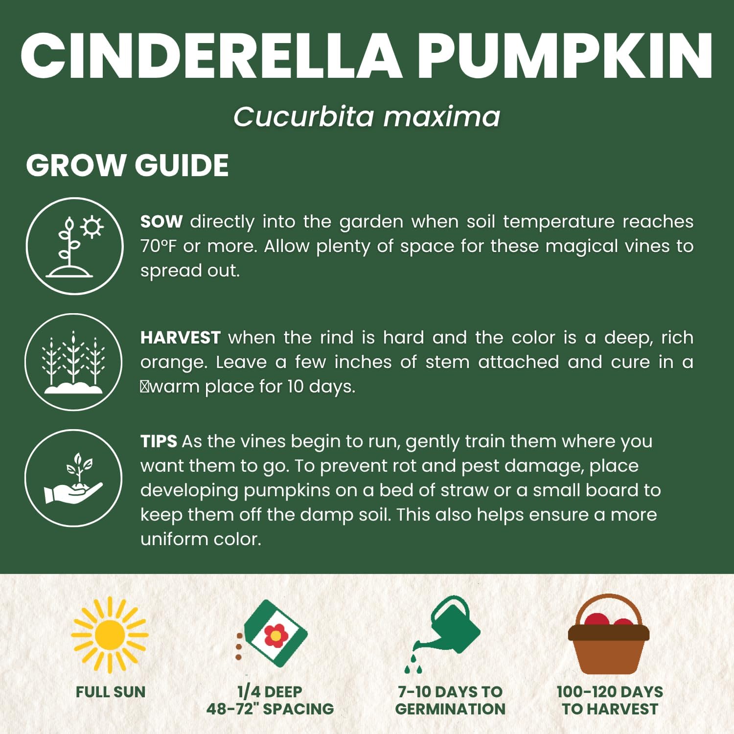 Cinderella Pumpkin Seeds