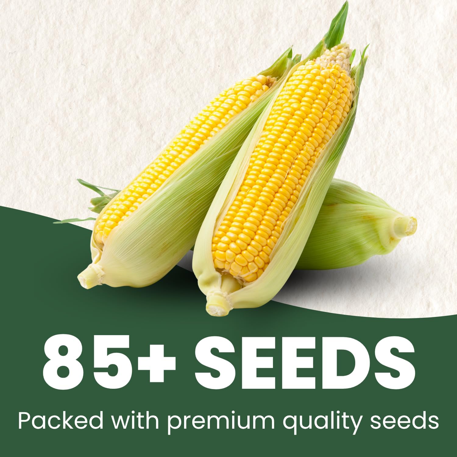 Corn Sweet Bantam 12