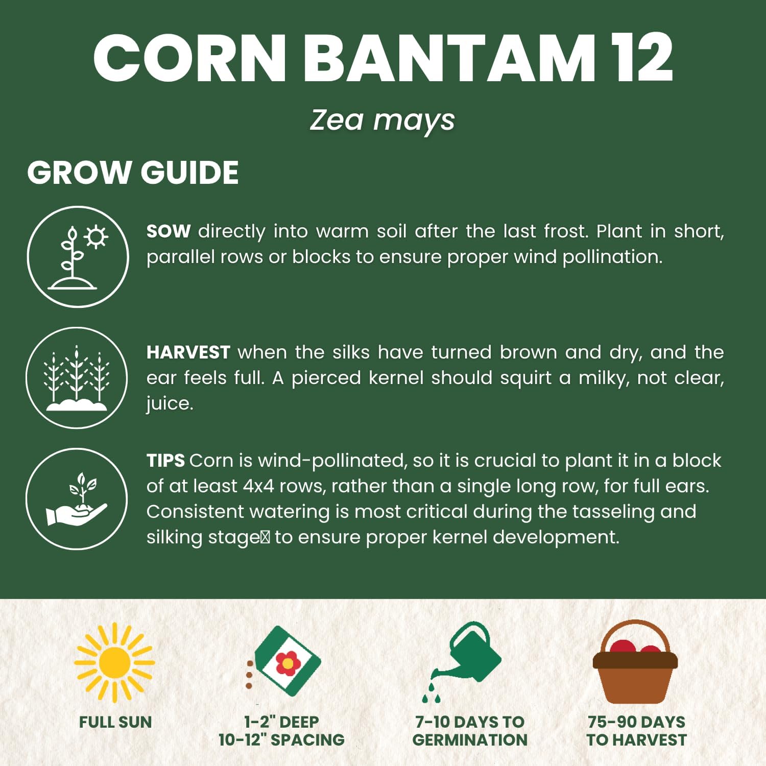 Corn Sweet Bantam 12