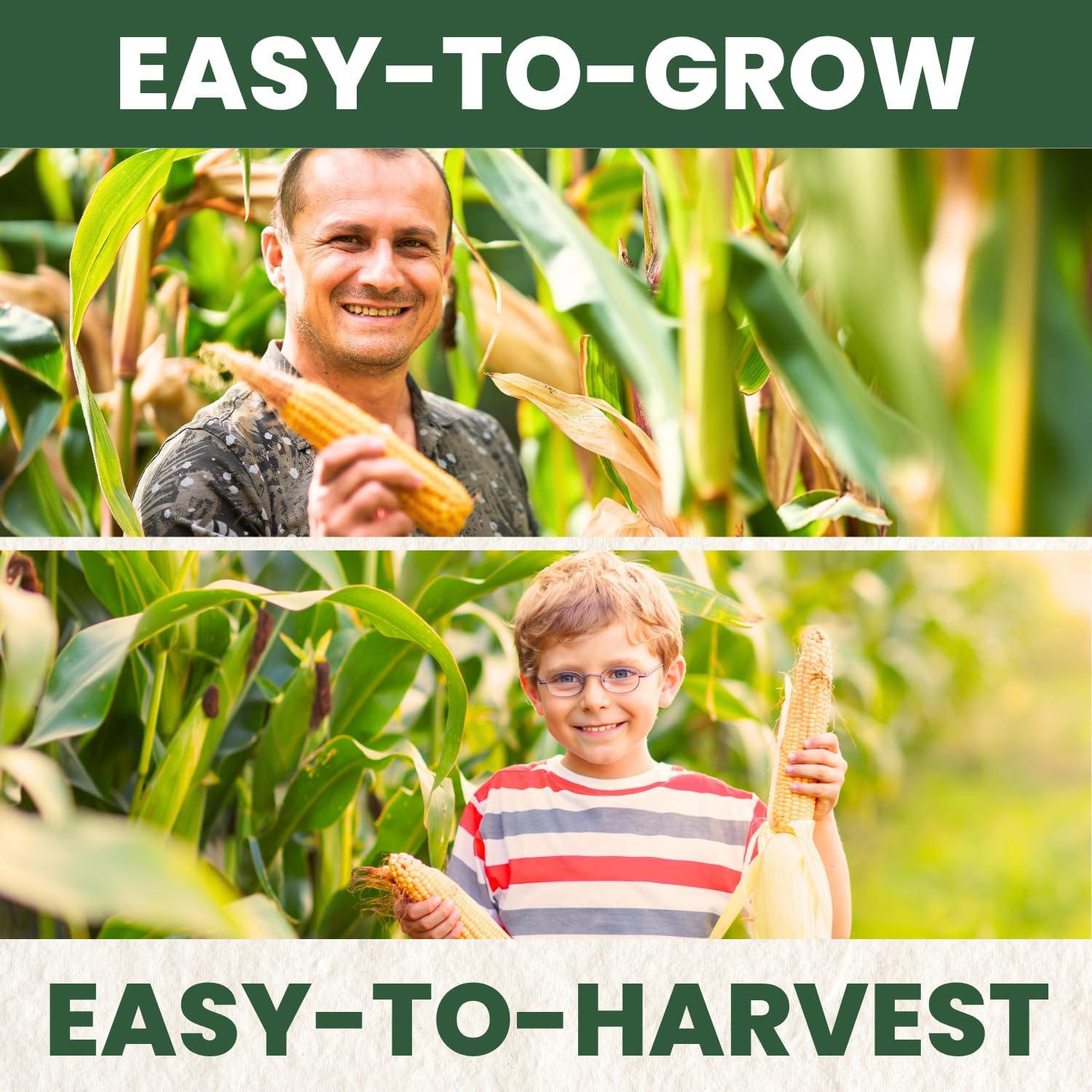 Corn Sweet Bantam 12