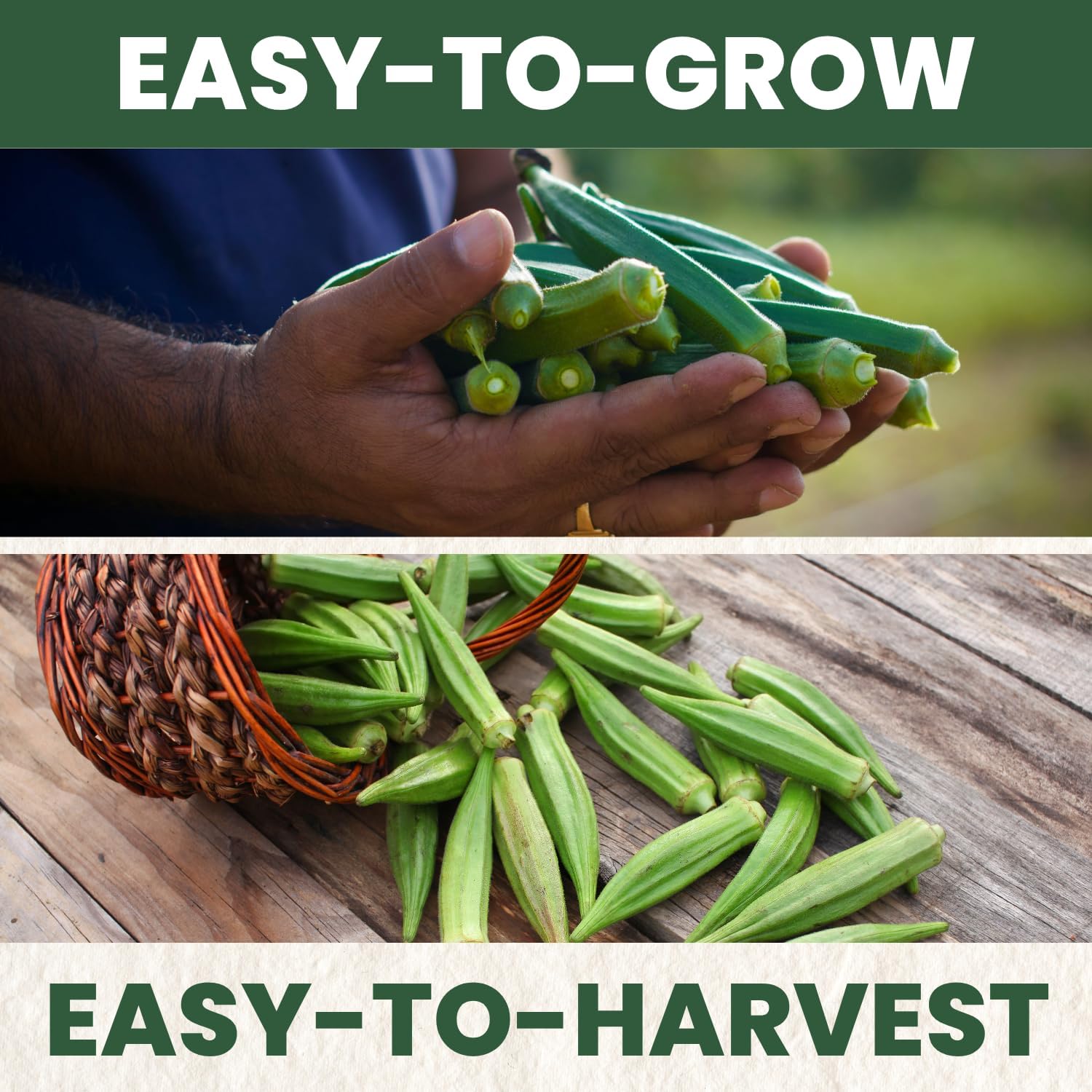 Okra Clemson Spineless