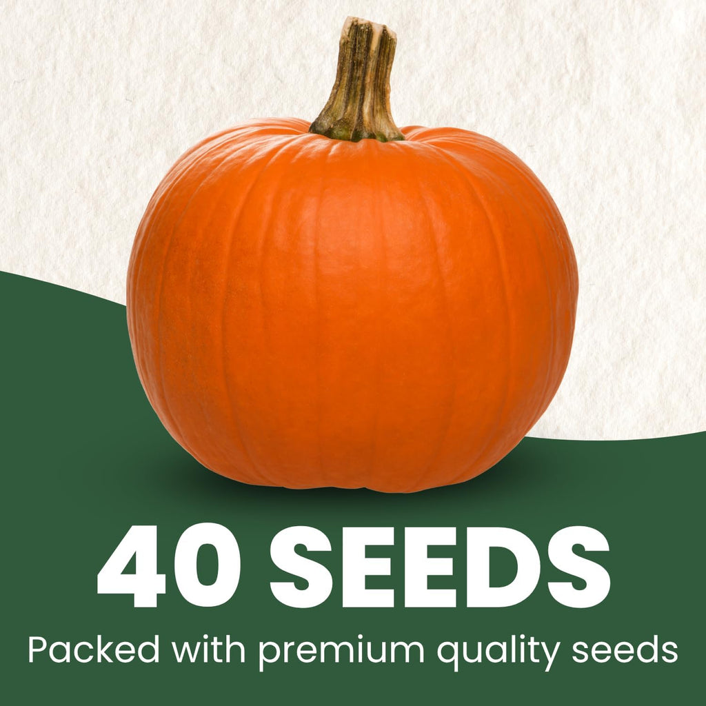 Sugar Pie Pumpkin Seeds