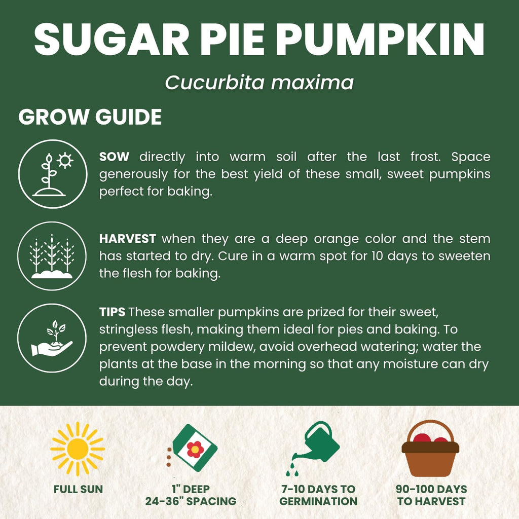 Sugar Pie Pumpkin Seeds
