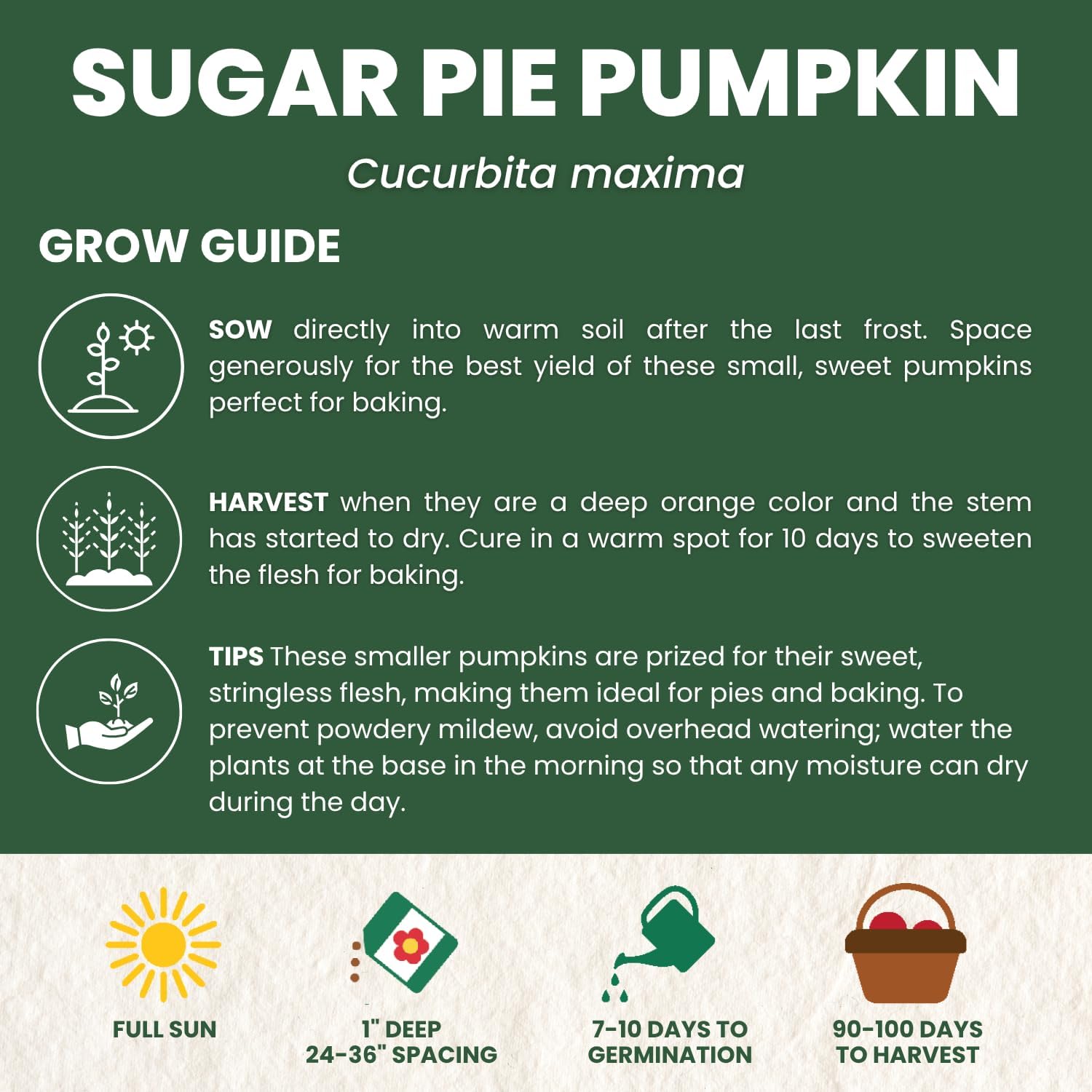 Sugar Pie Pumpkin Seeds