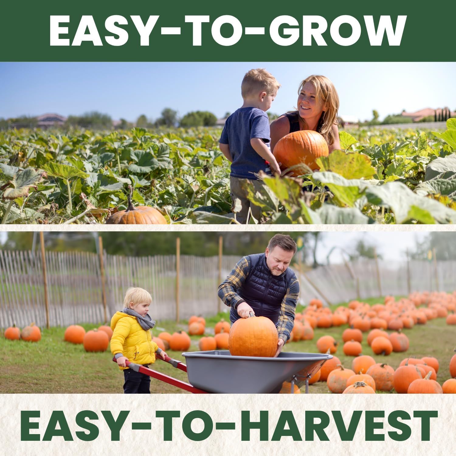 Sugar Pie Pumpkin Seeds