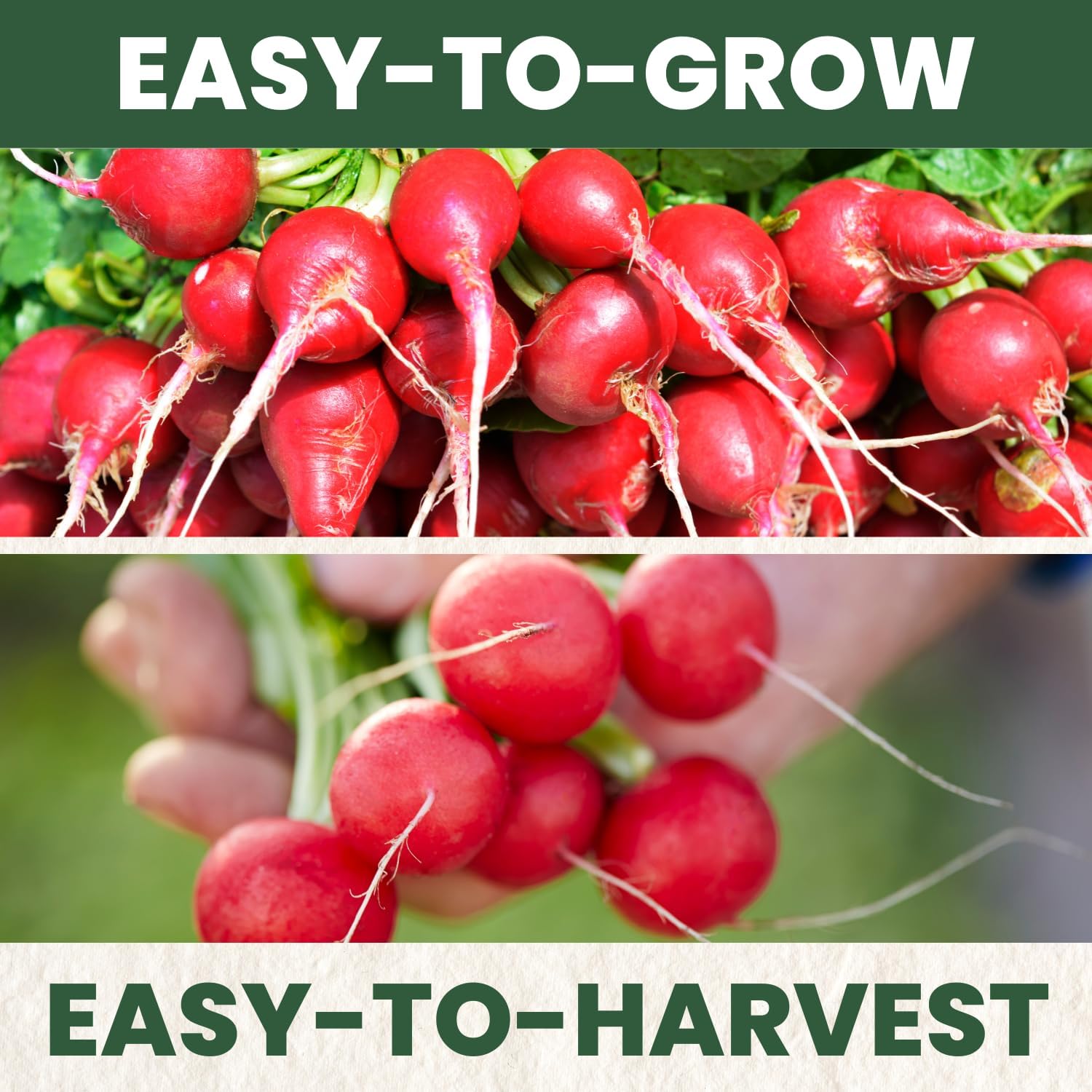 Red Radish Cherry Belle