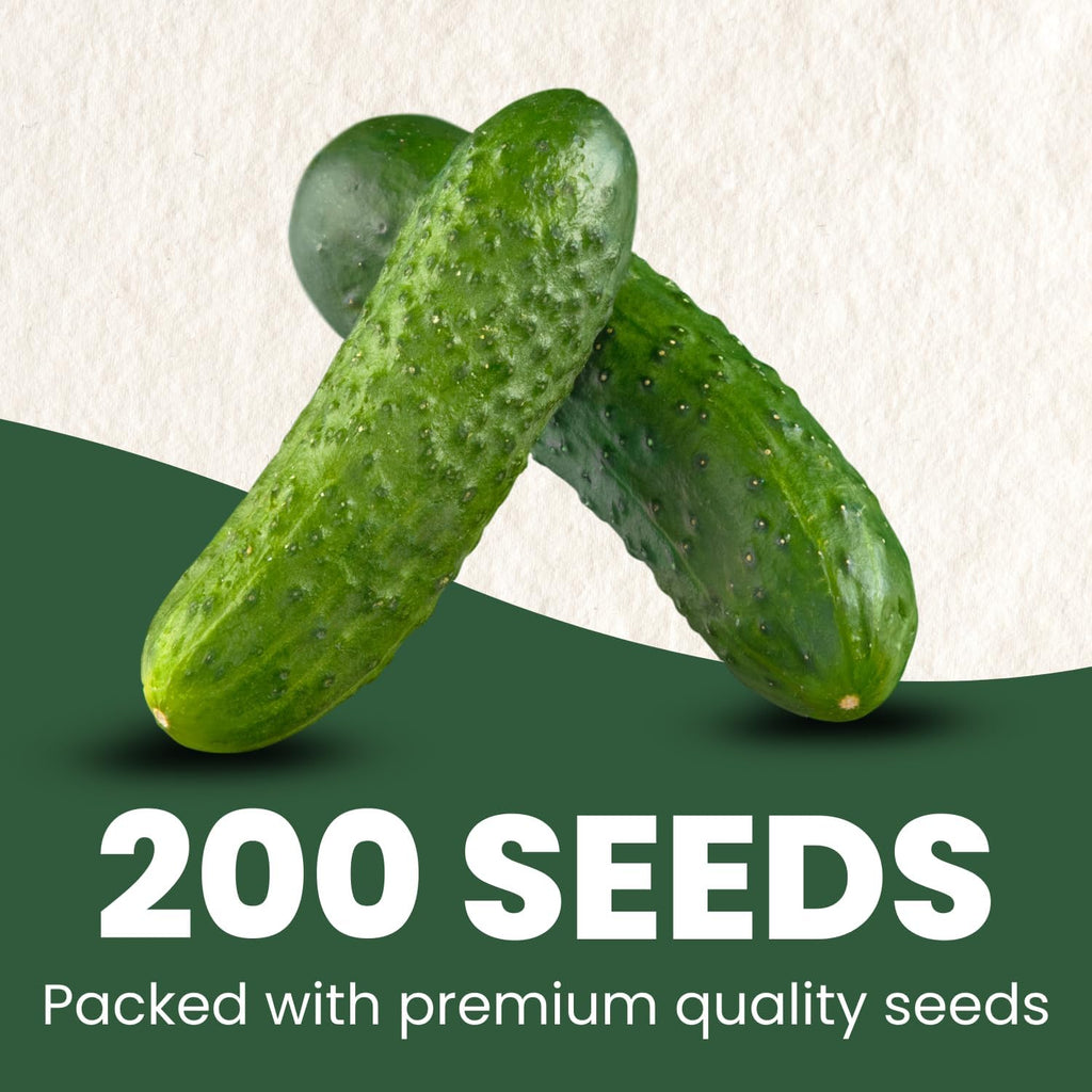 Marketmore Cucumber