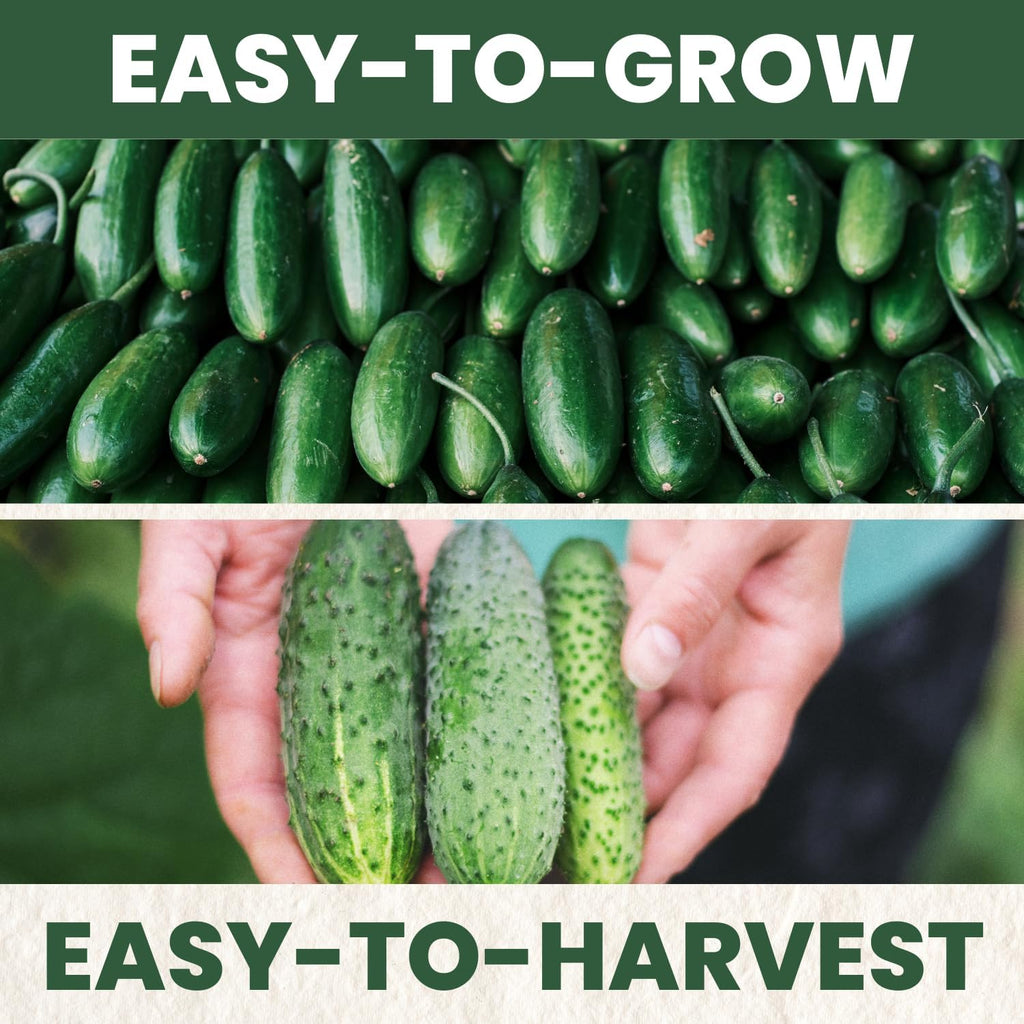 Marketmore Cucumber