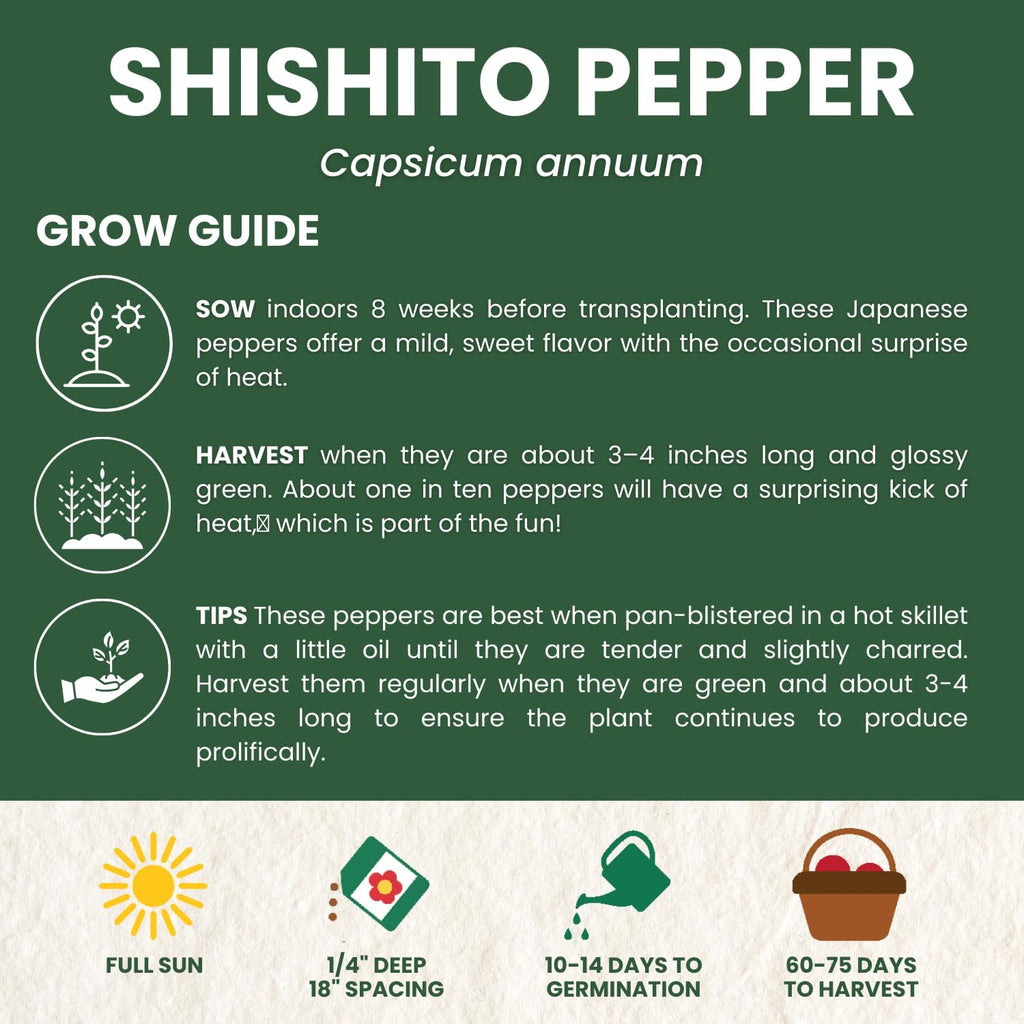 Shishito Pepper