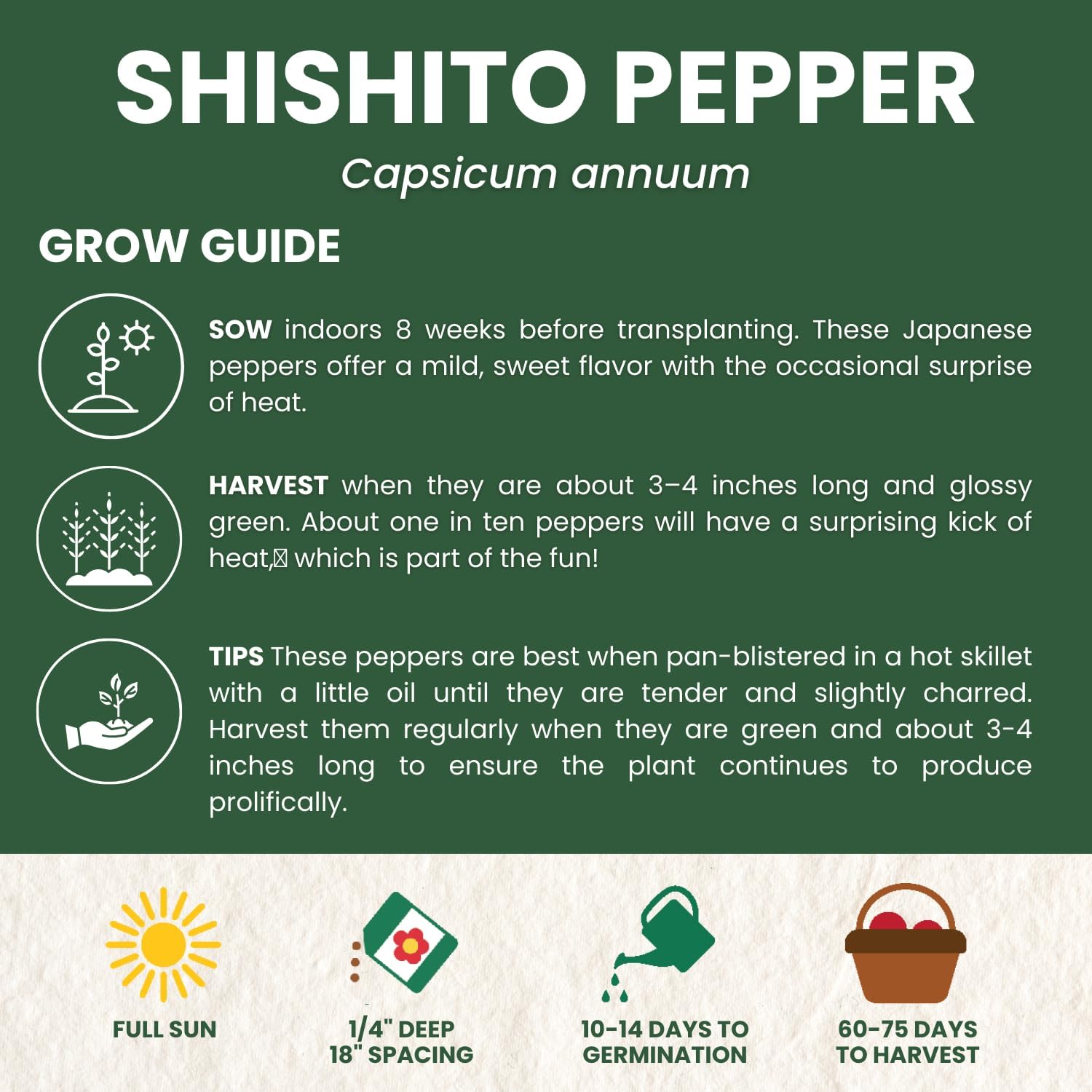 Shishito Pepper