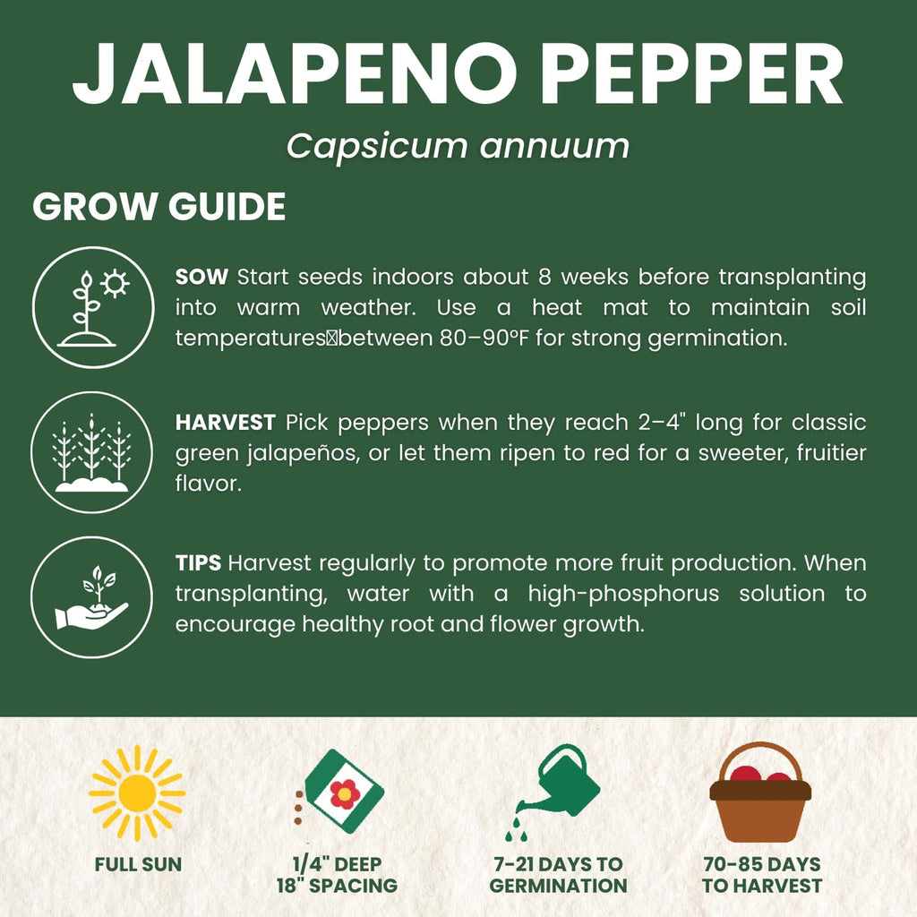 Jalapeno Pepper