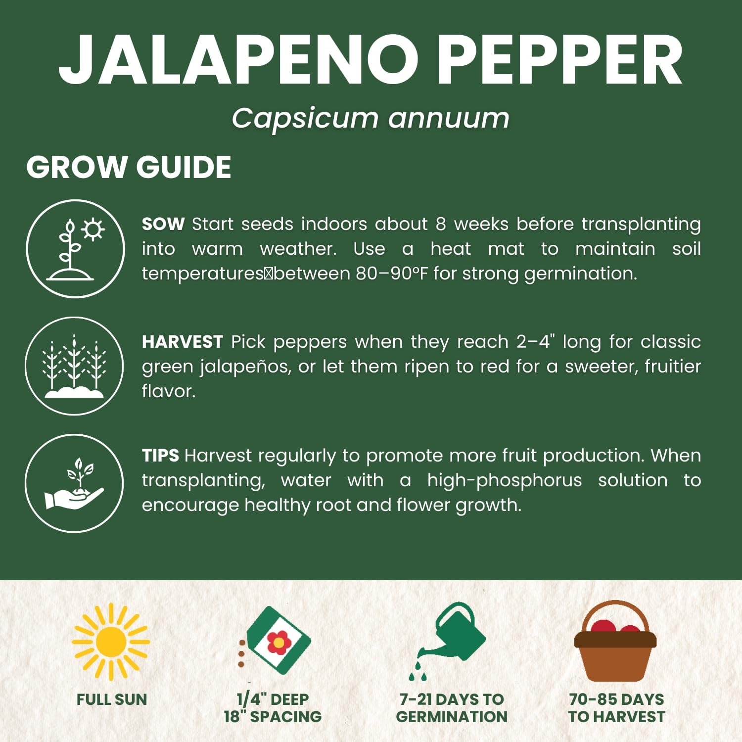 Jalapeno Pepper