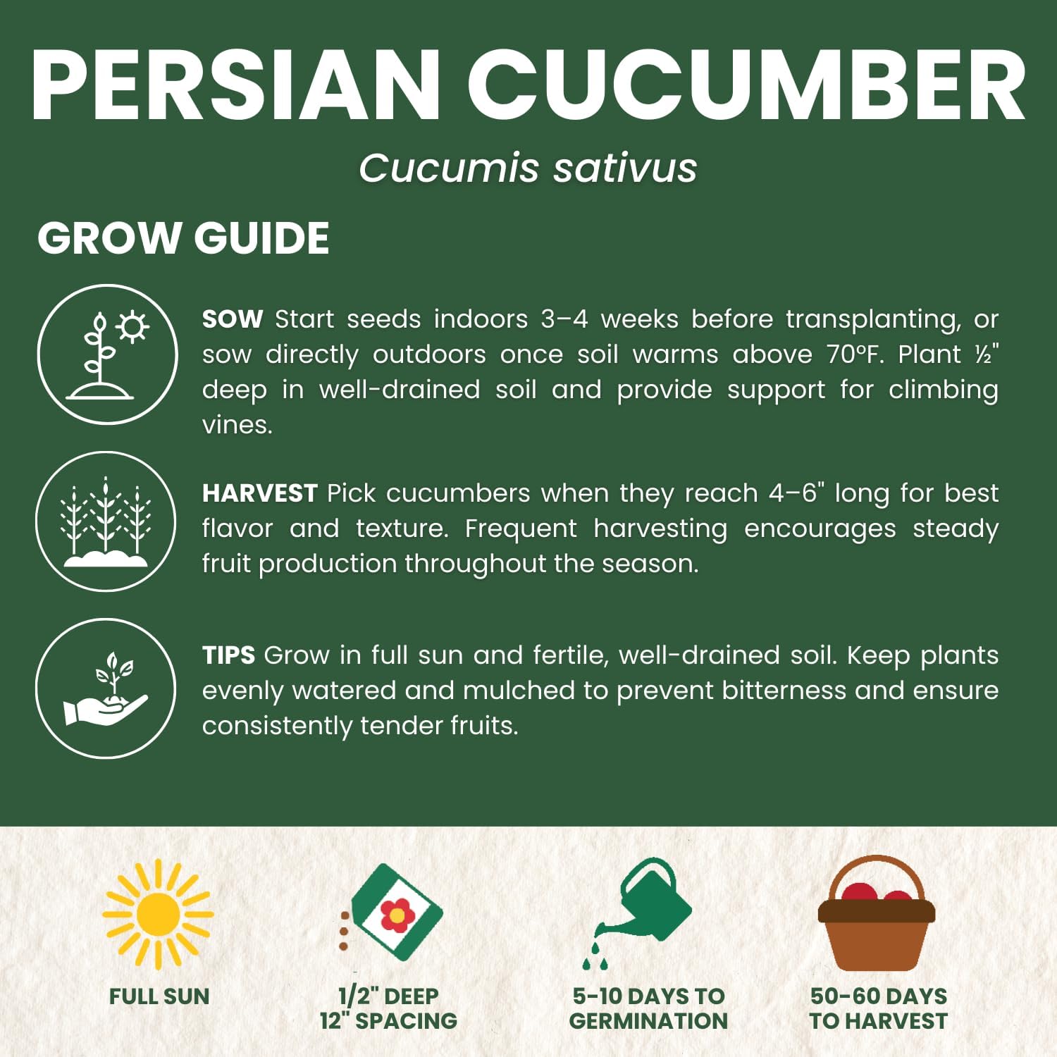 Persian Cucumber