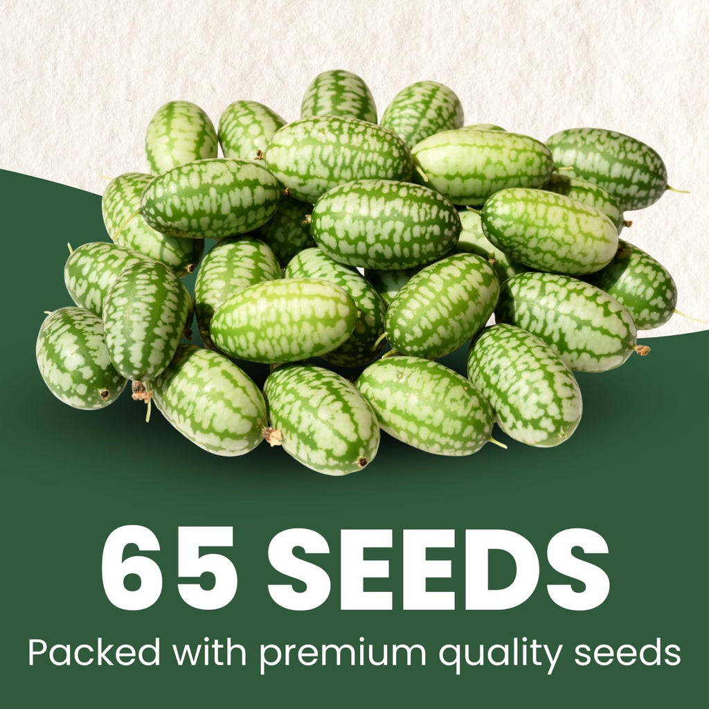 Cucamelon