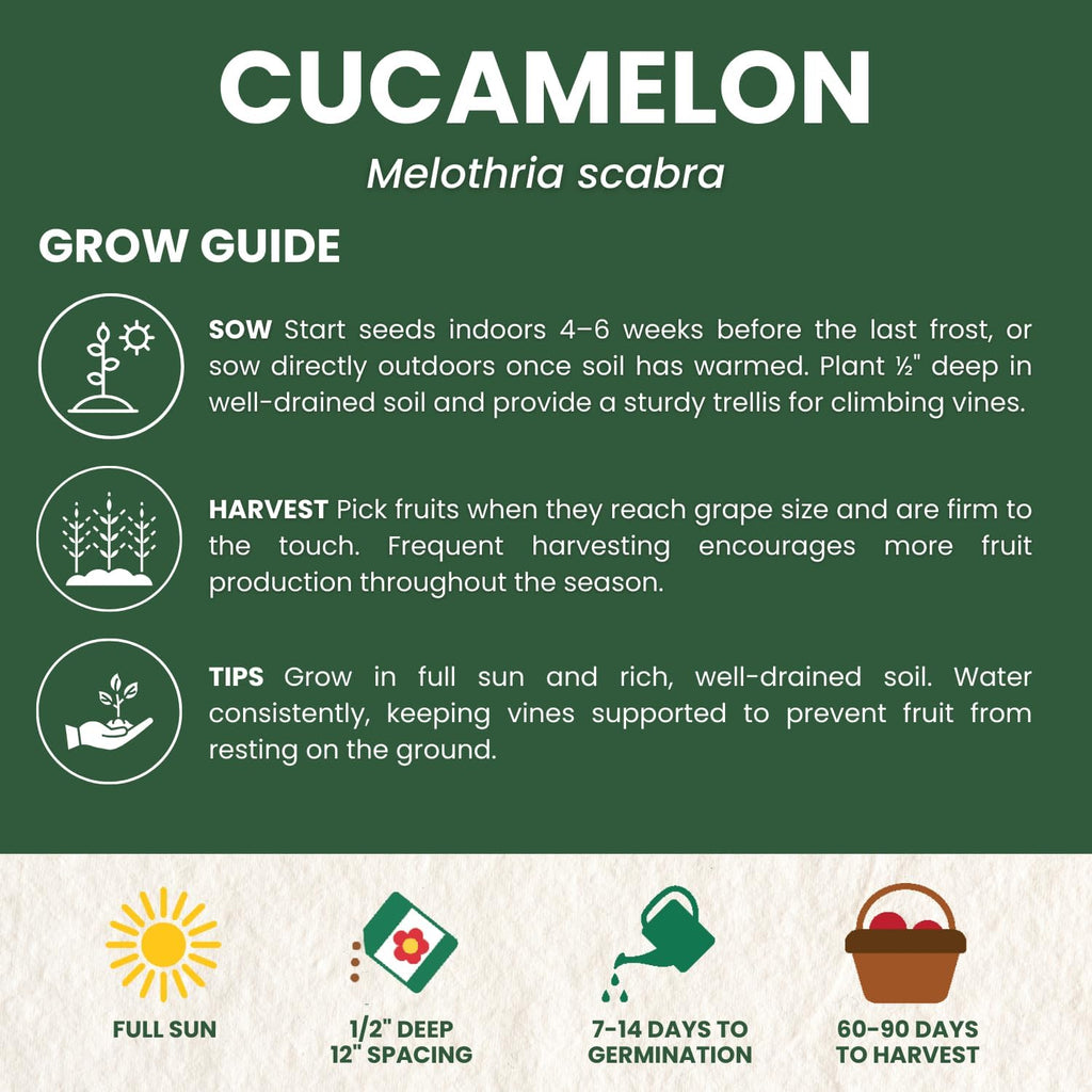 Cucamelon