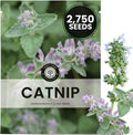 Catnip