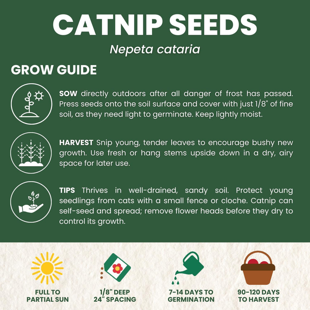 Catnip