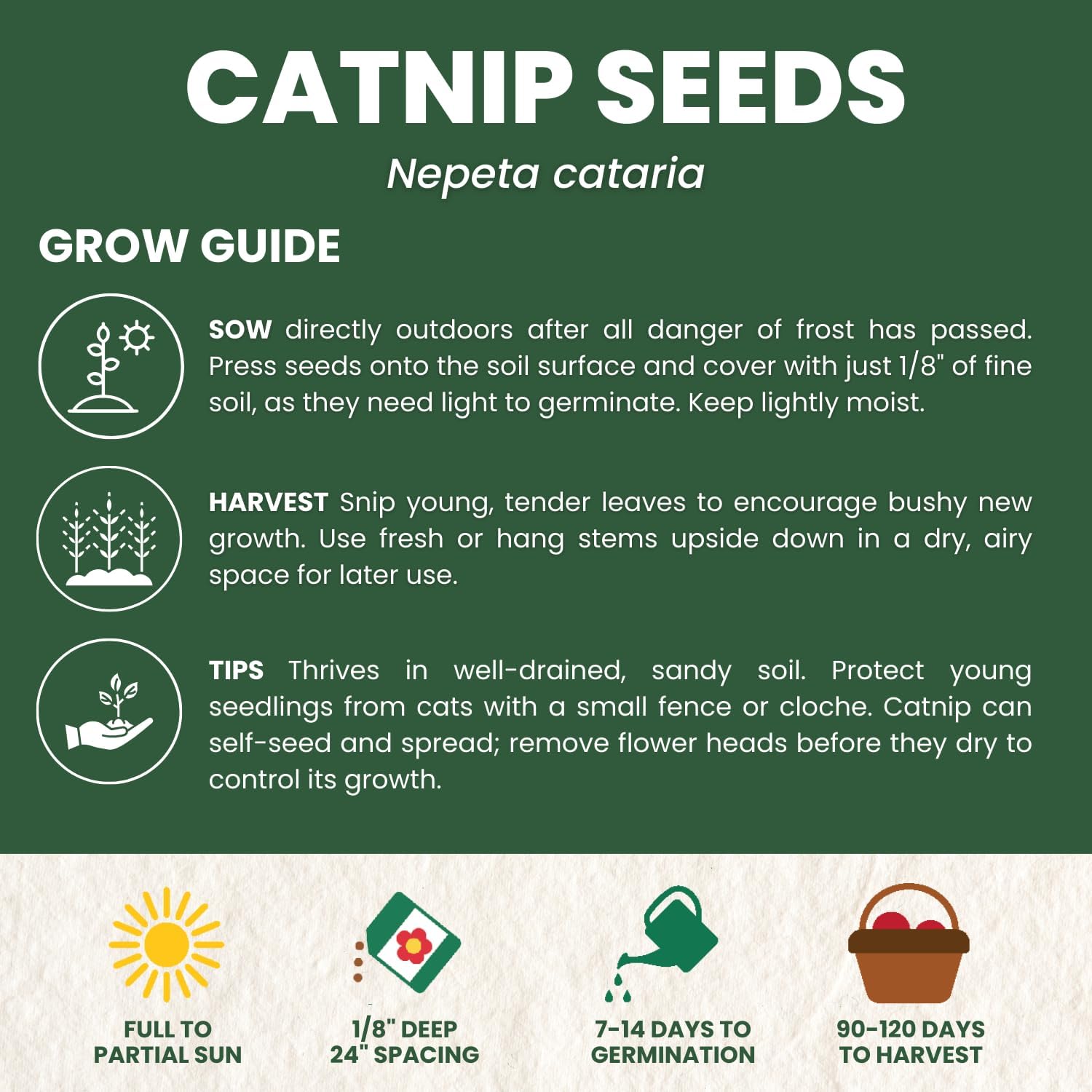 Catnip
