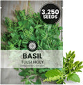 Tulsi Holy Basil