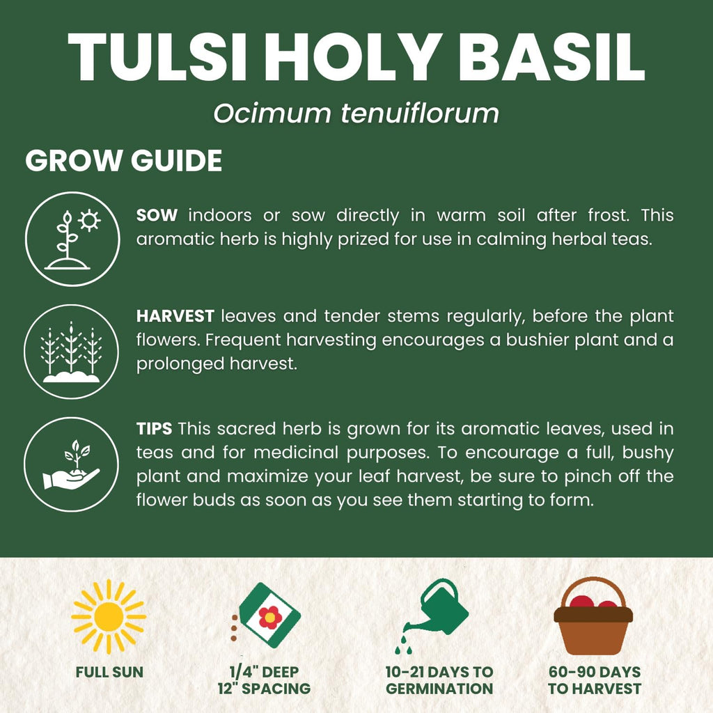 Tulsi Holy Basil