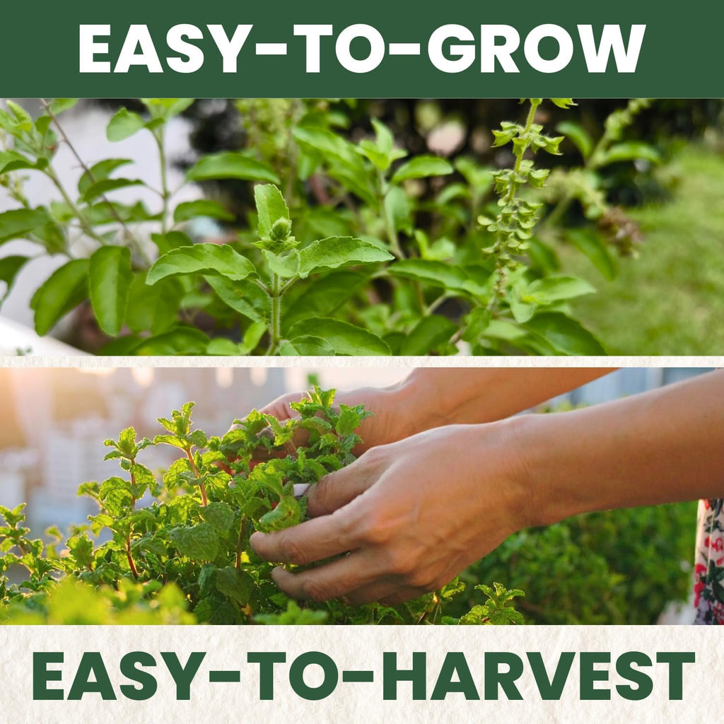 Tulsi Holy Basil