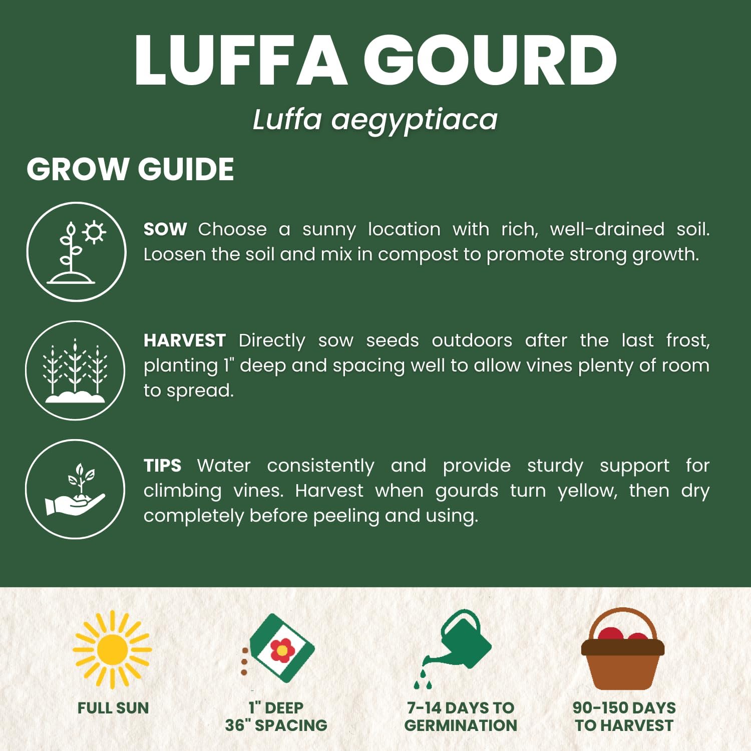 Luffa Gourd