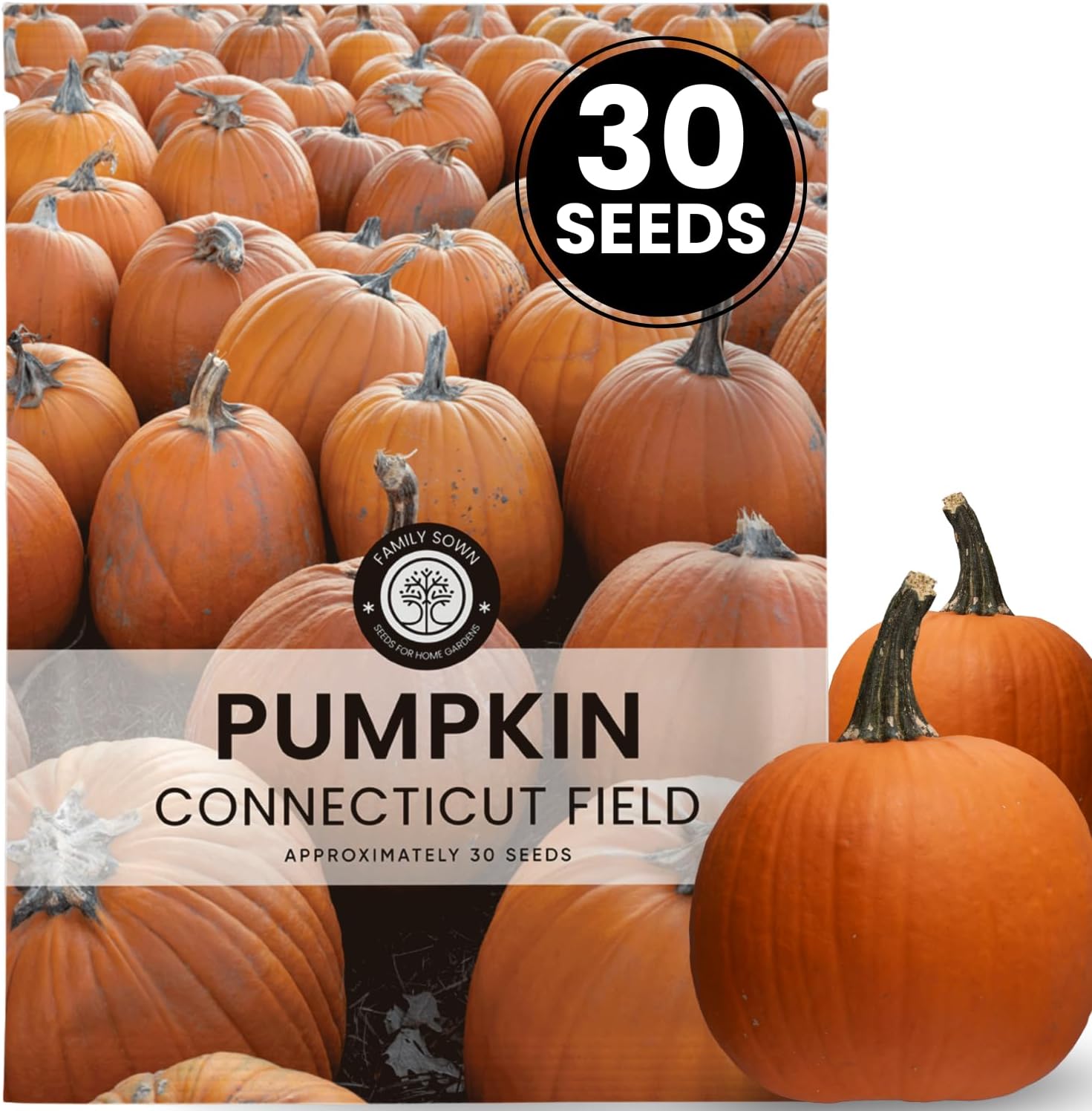 Connecticut Field Pumpkin